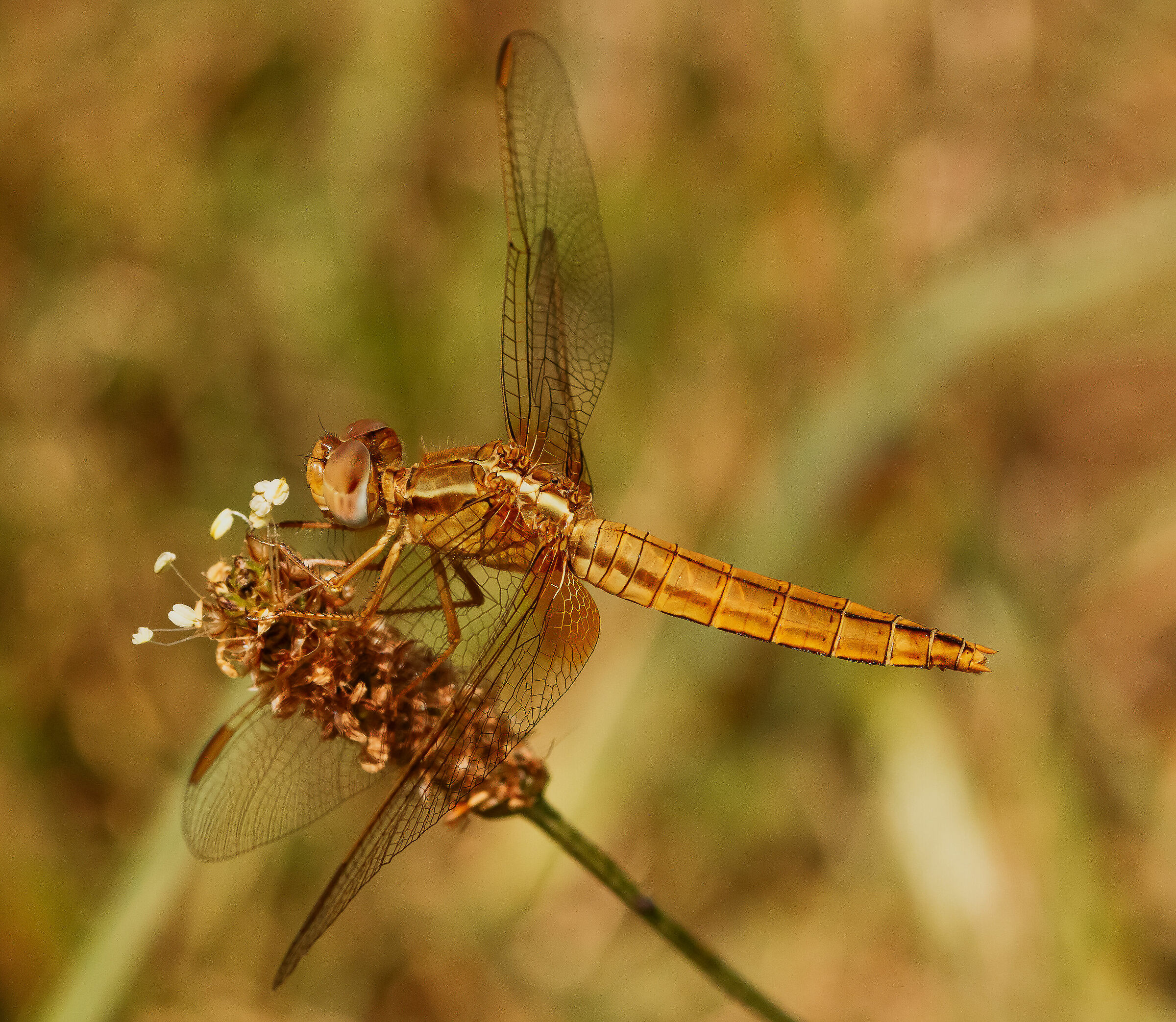 Crocothemis Erythraea Female Dragonfly 6/07/2021