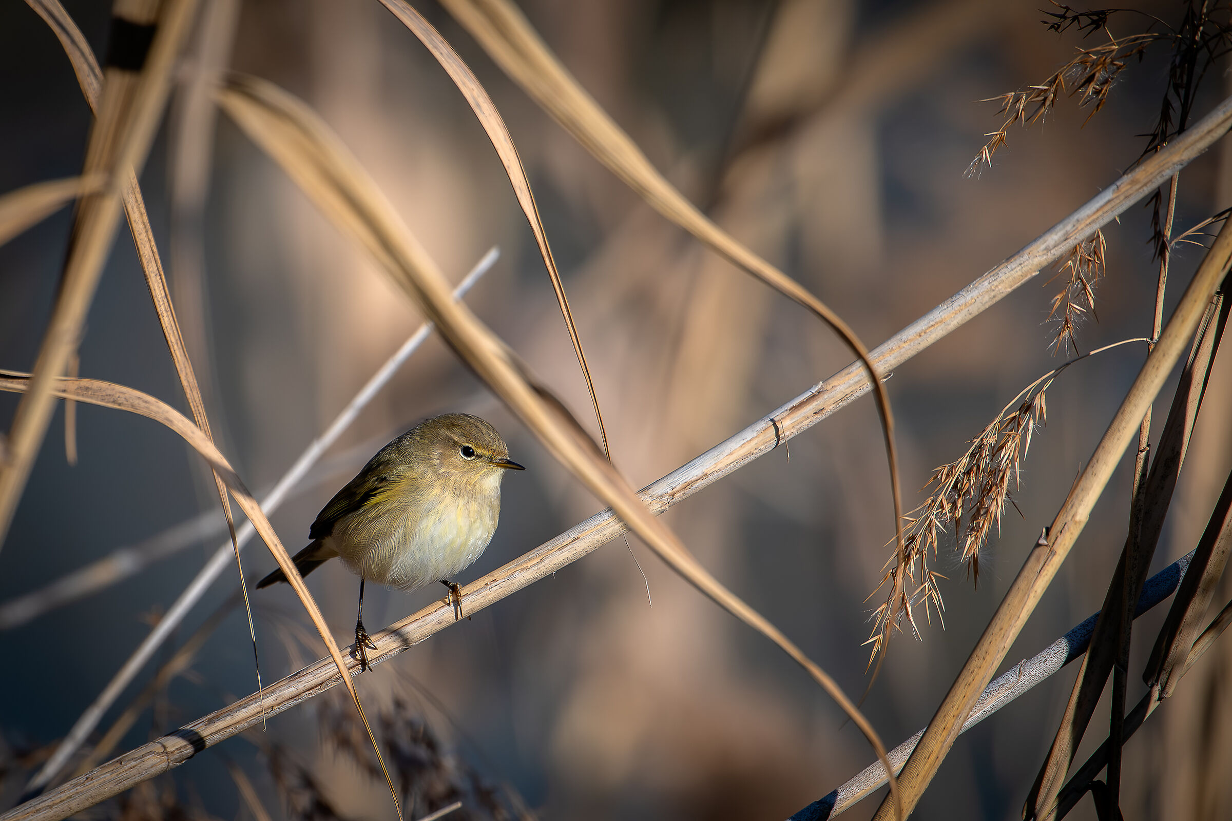 Chiffchaff