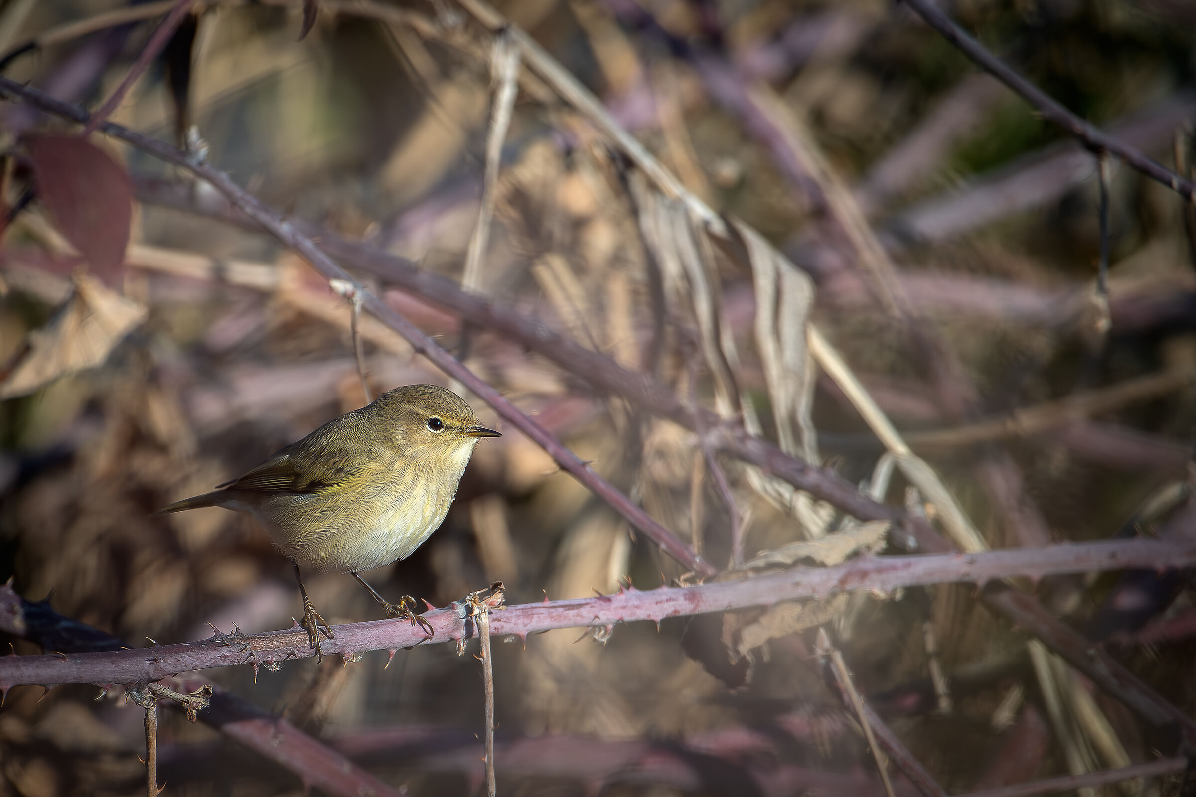 Chiffchaff