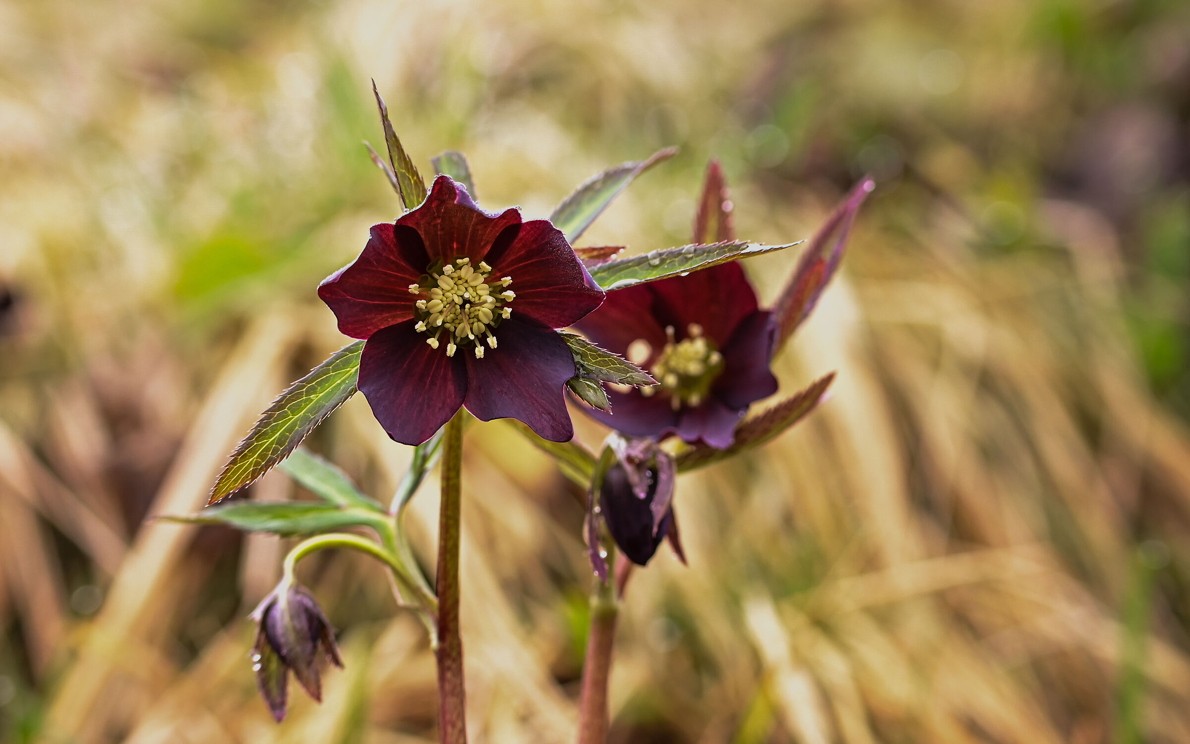 Helleborus niger