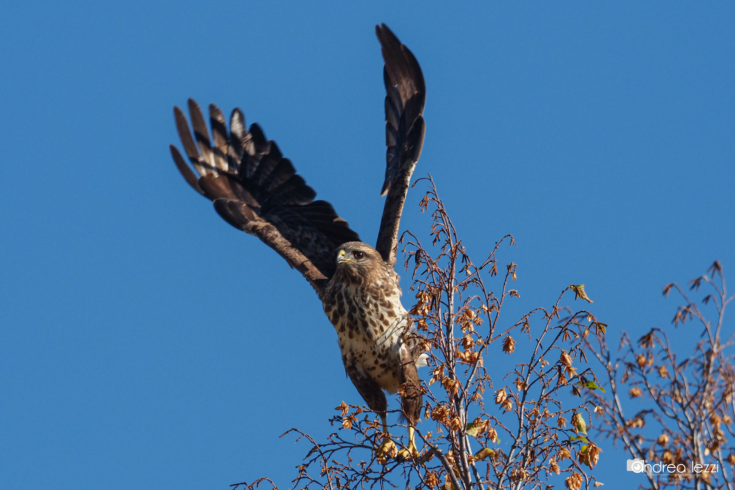 Buteo buteo buzzard