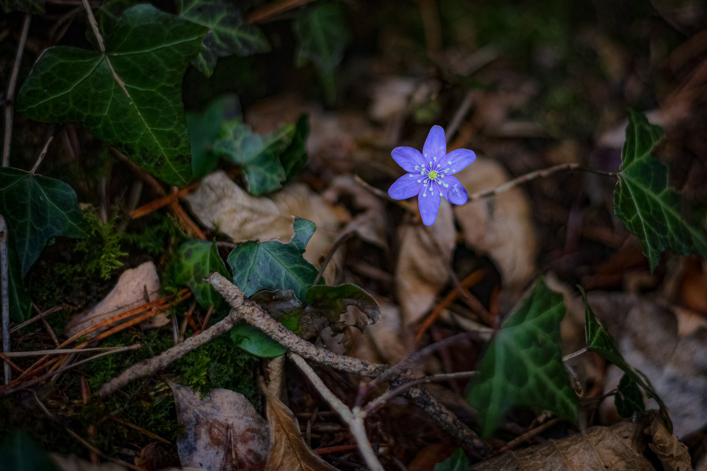 Hepatica