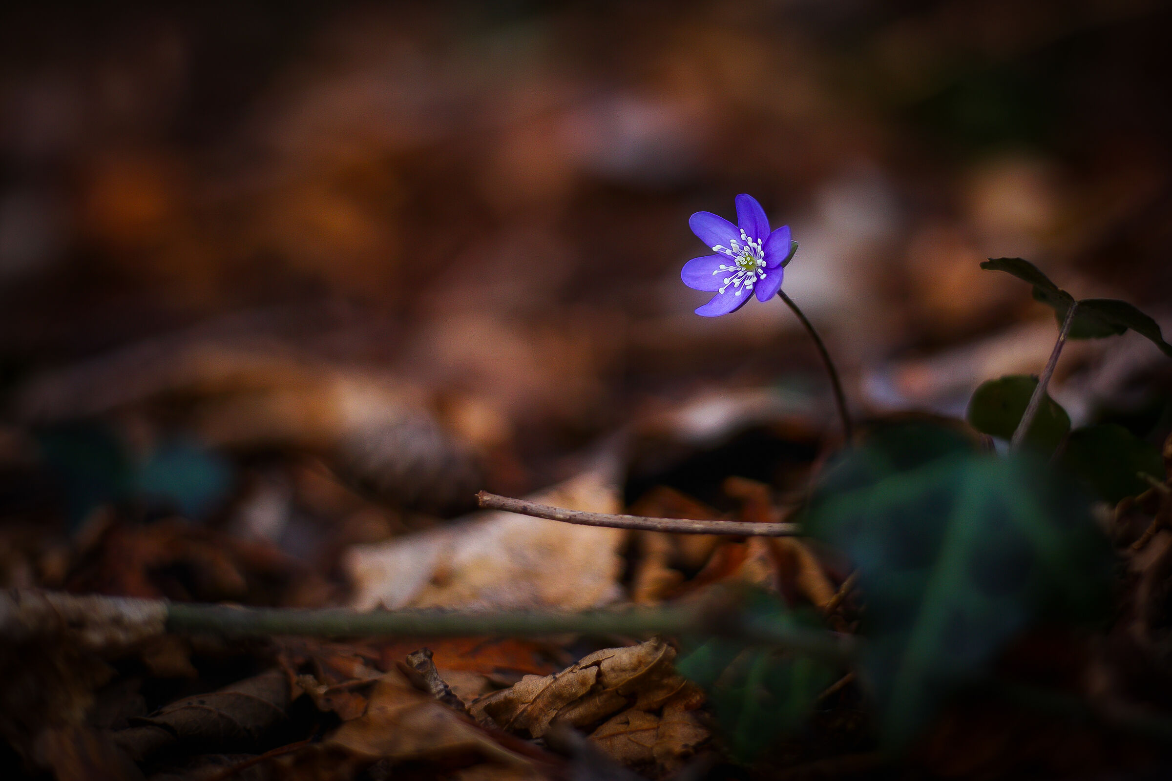 Hepatica 2