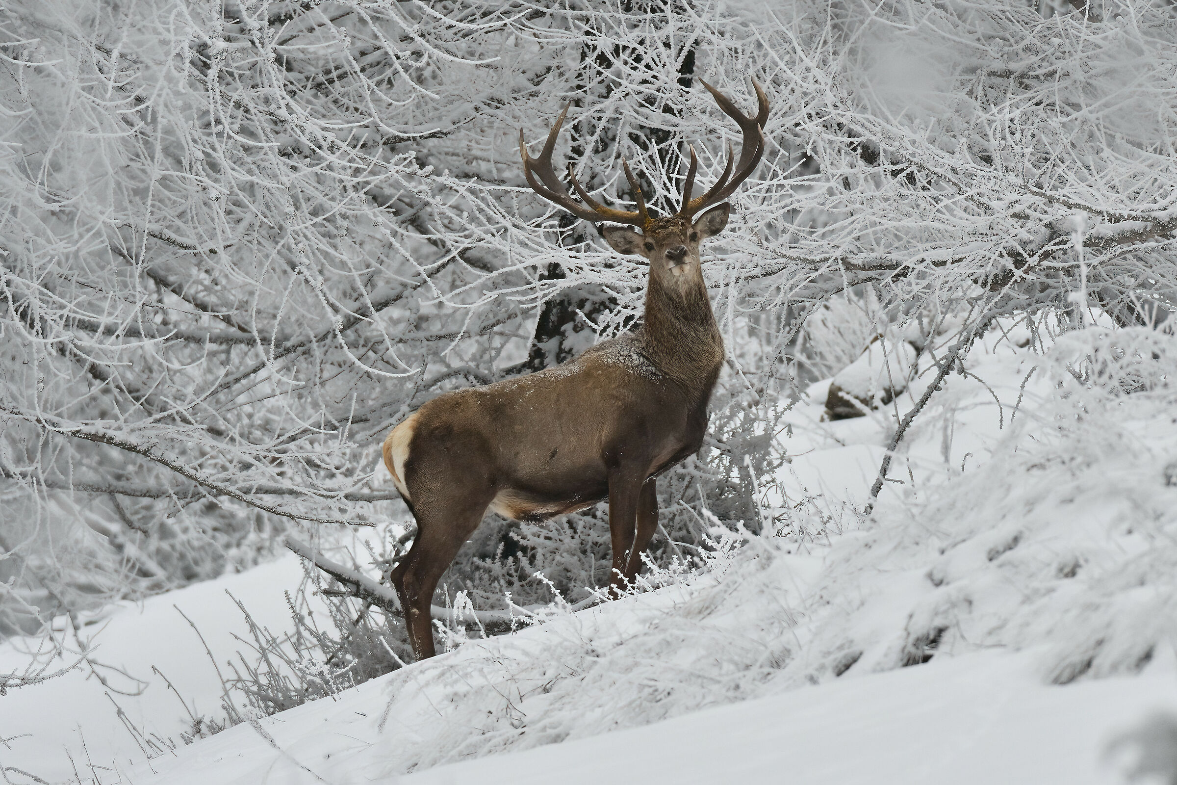 il signore del bosco
