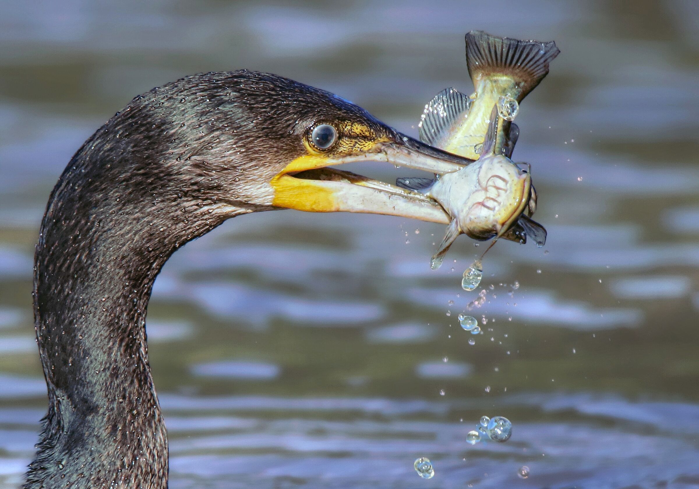 Il cacciatore di gatti