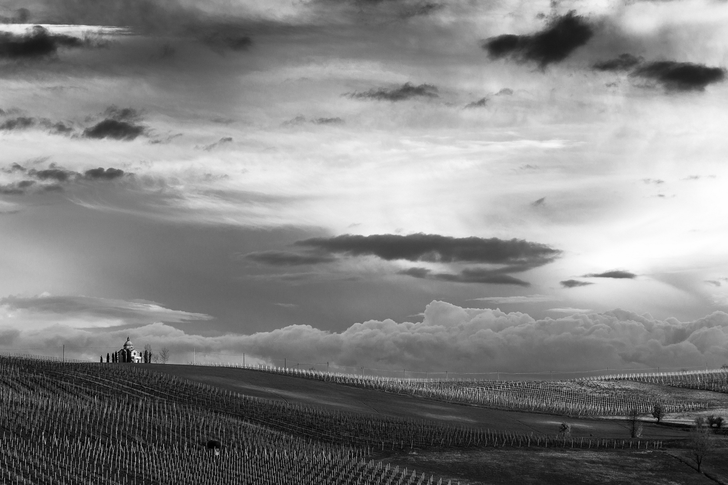 Vineyards Piacentino after the rain