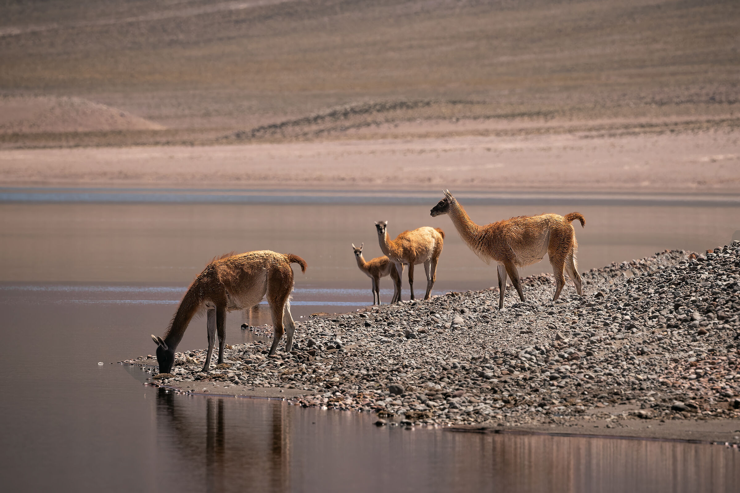 Guanacos