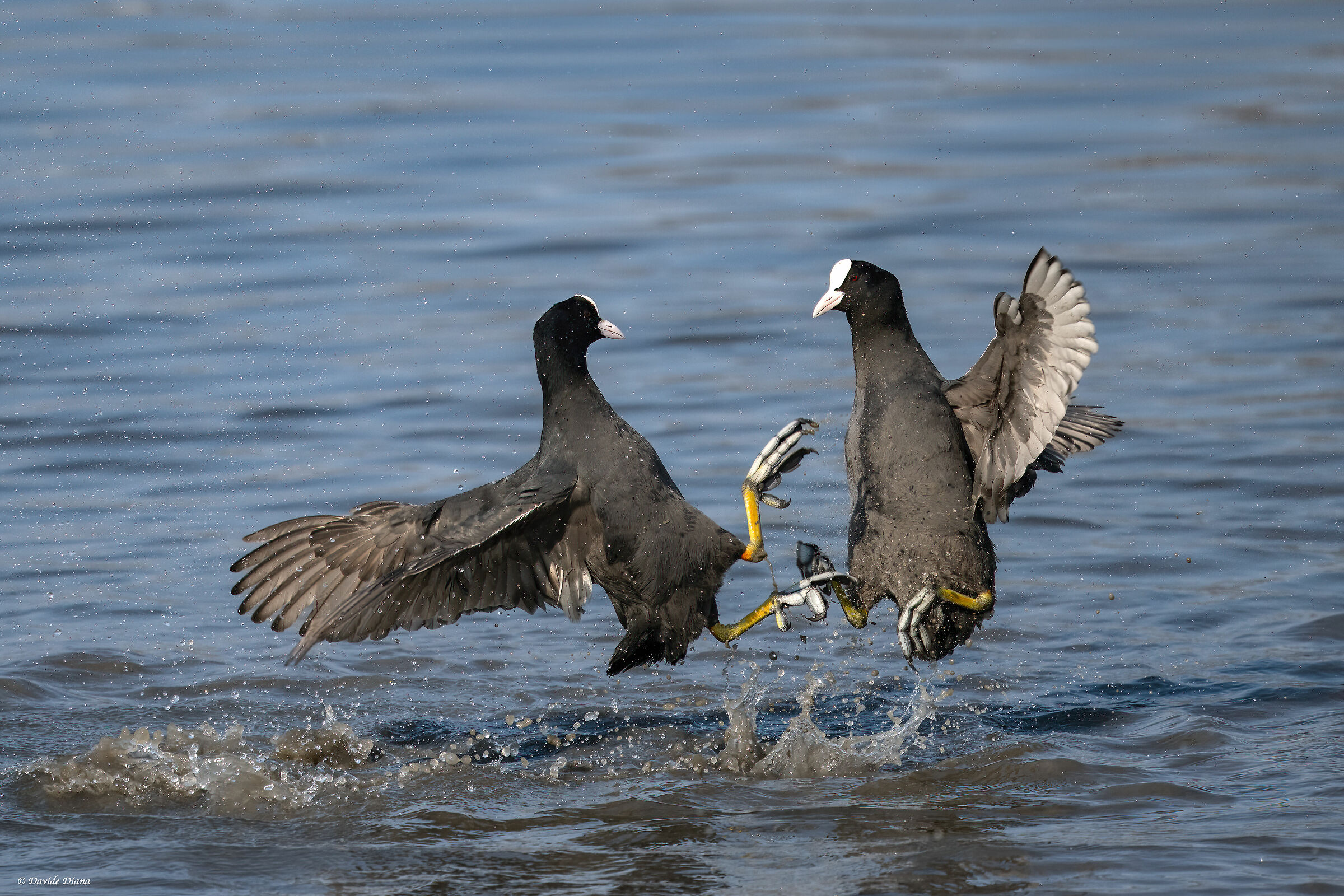 Coots
