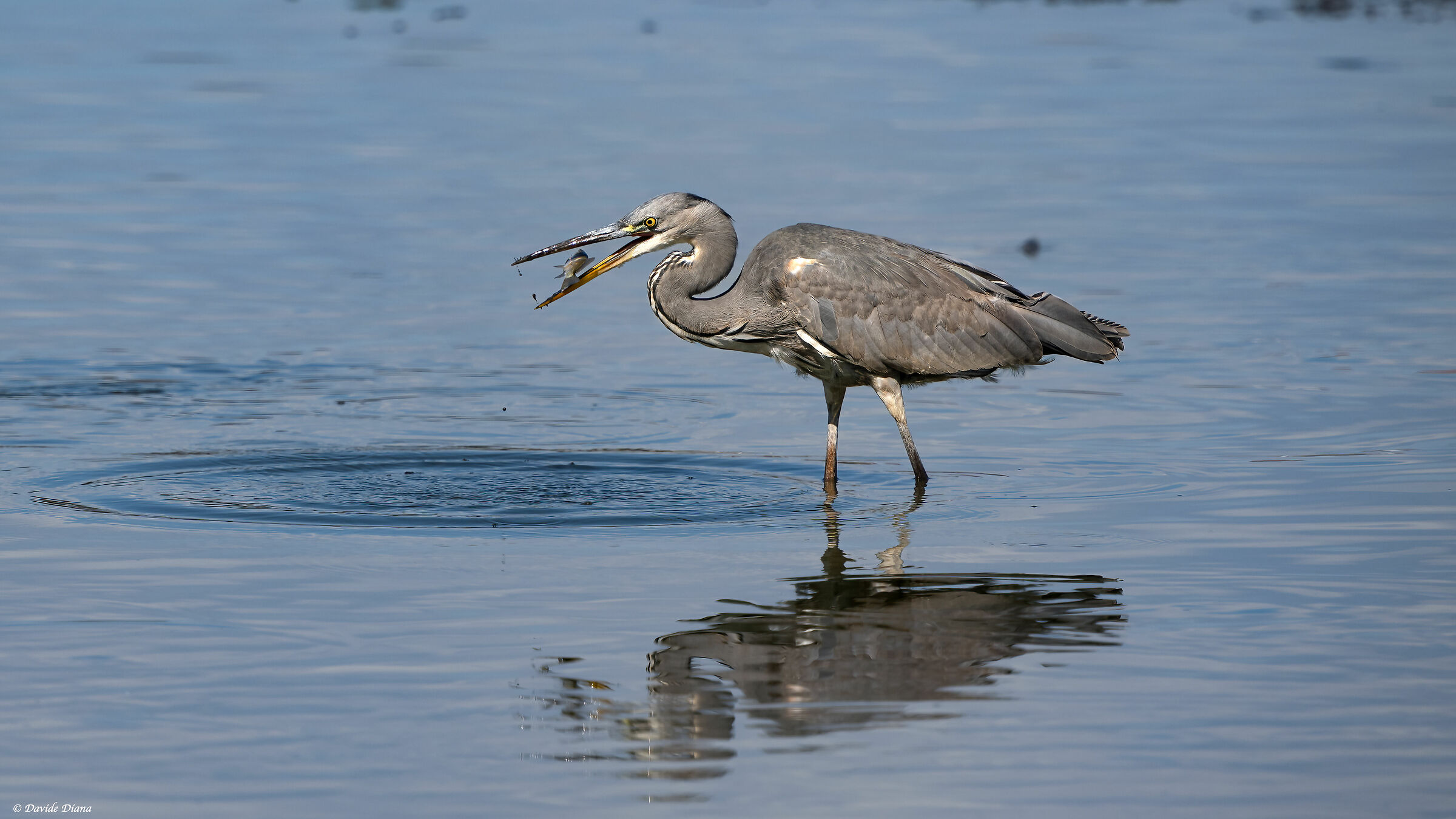 Grey heron
