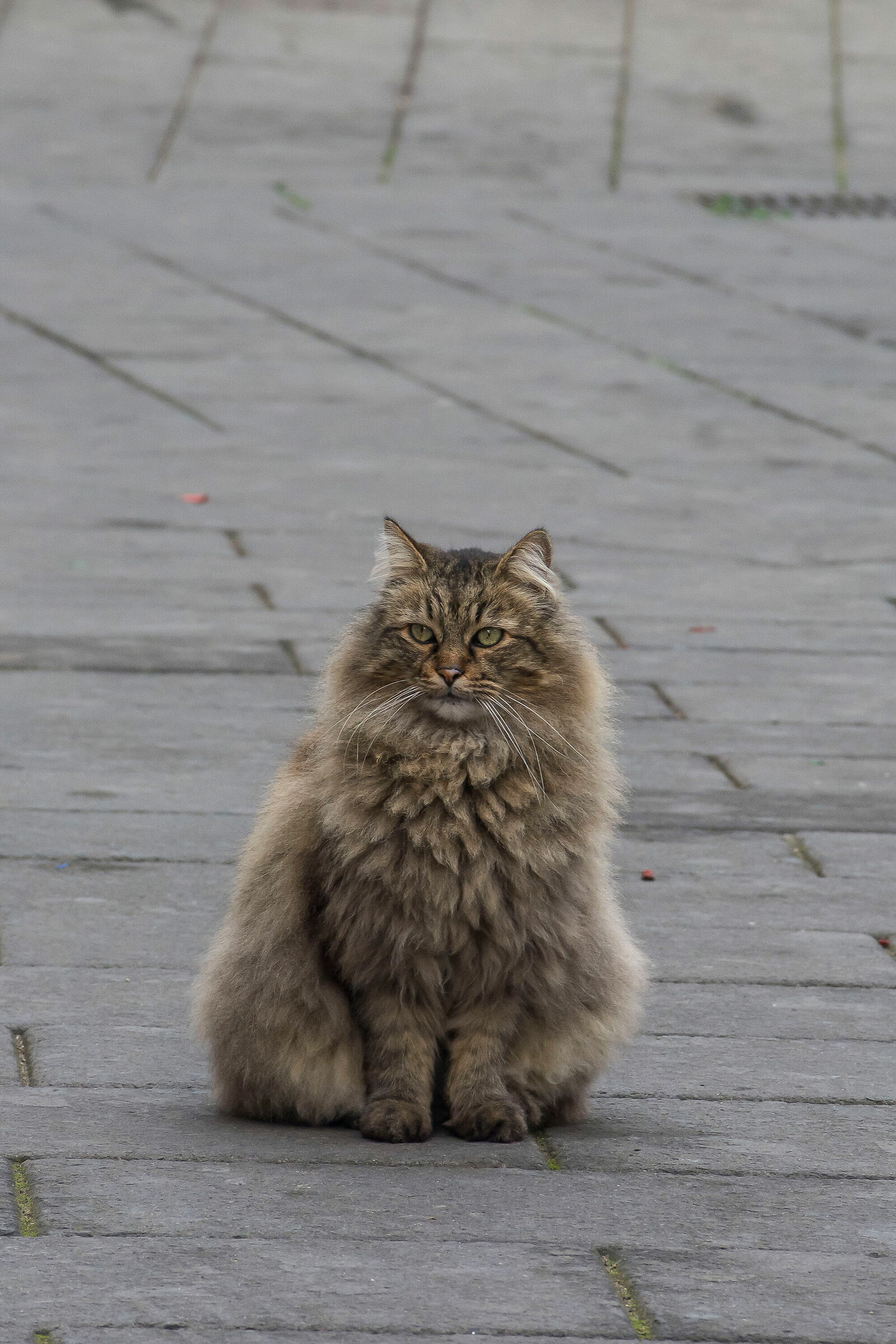 I'm the most beautiful