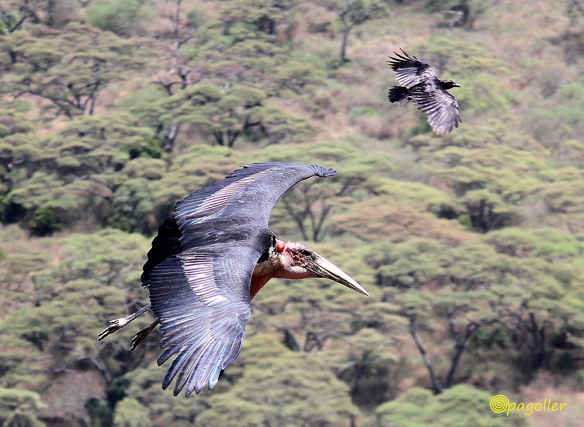 Marabou Stork. Ethiopia
