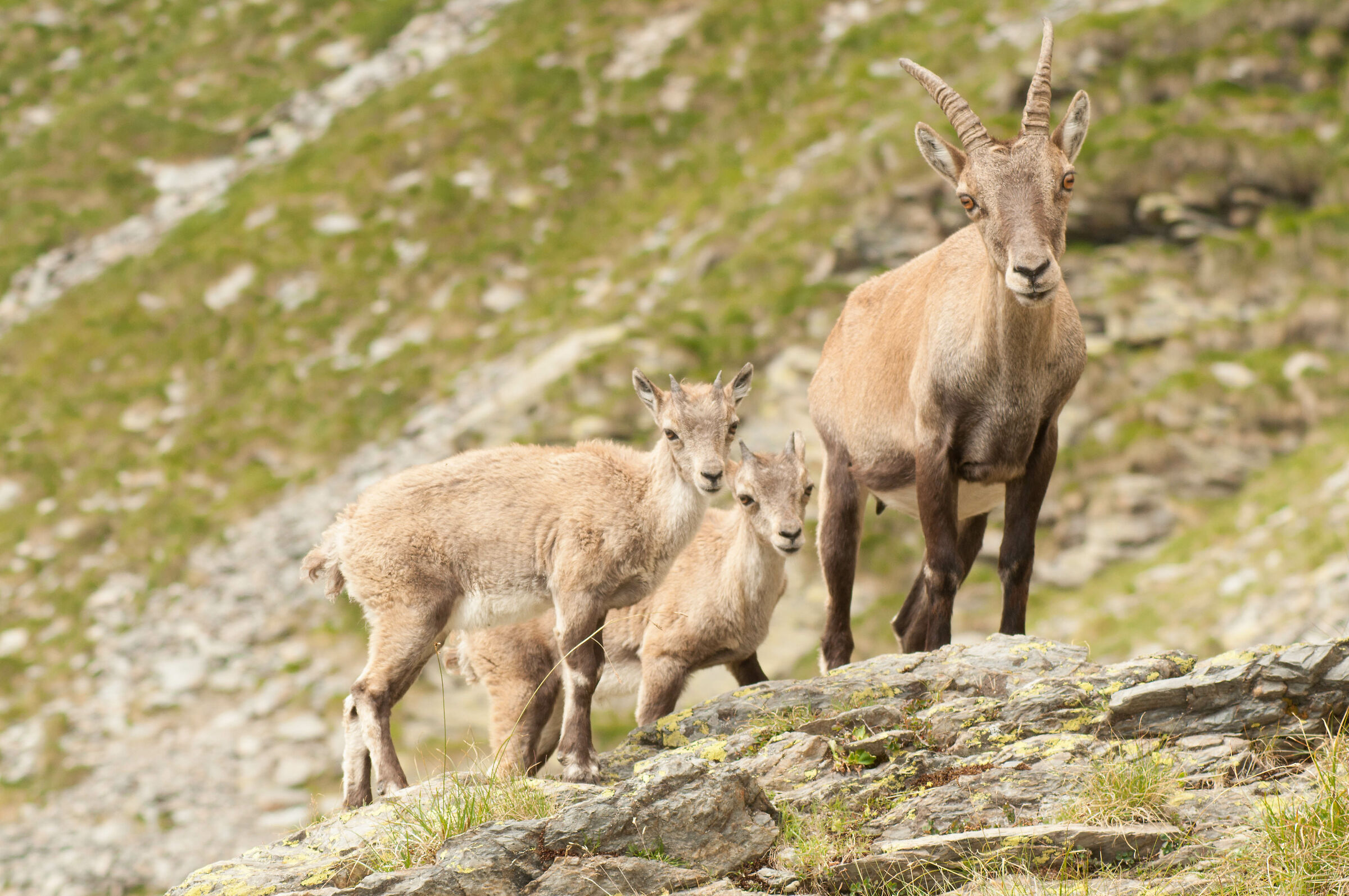 Mamma e cuccioli si stambecco