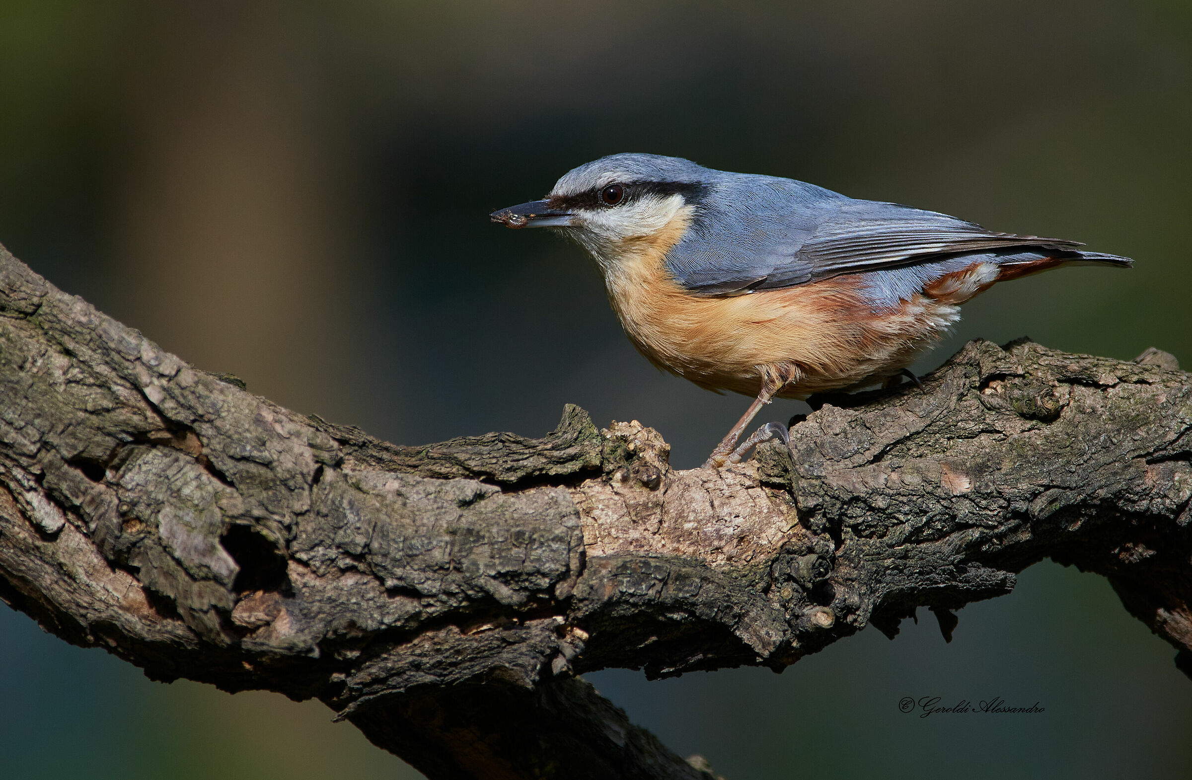 Wood nuthatch