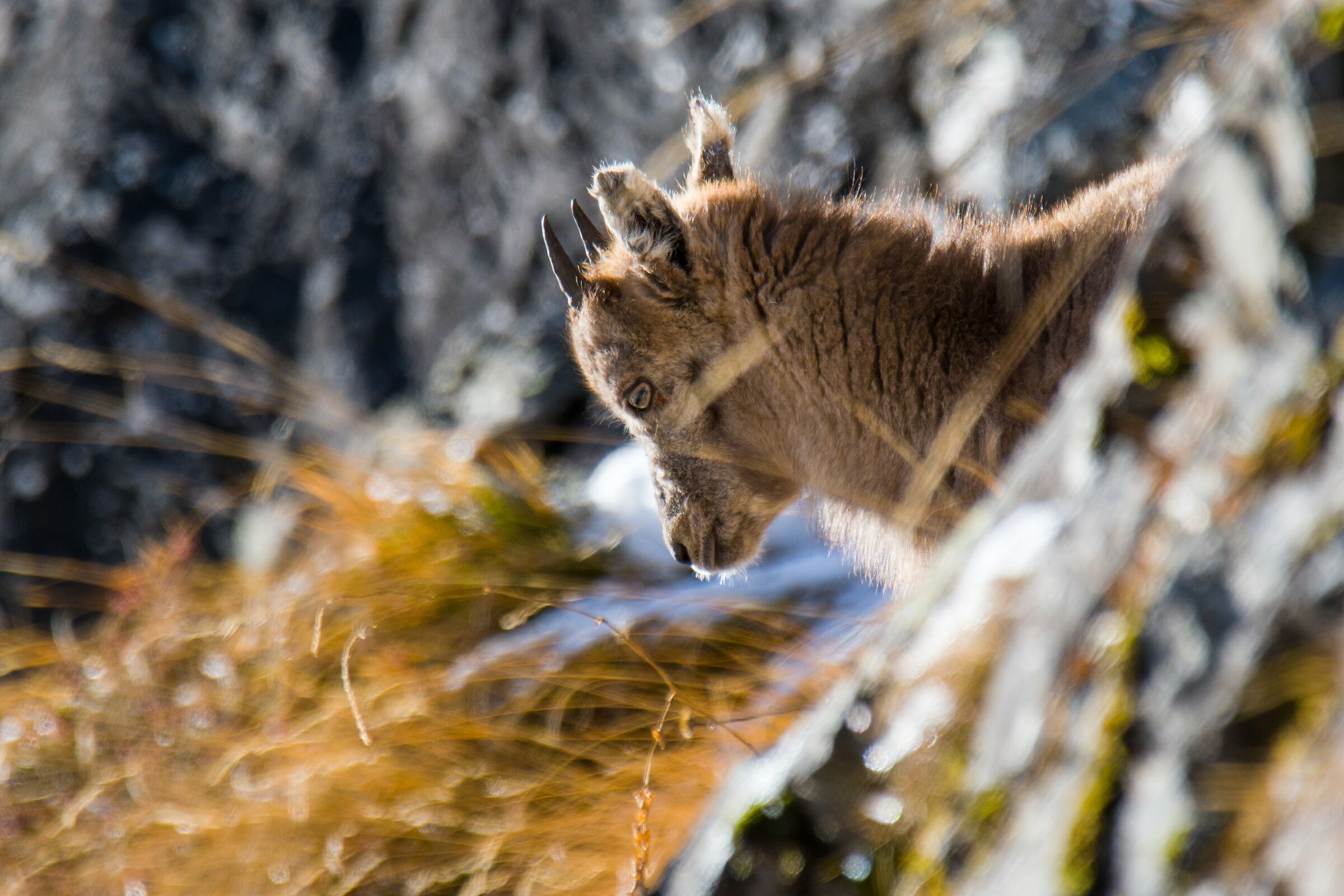 Piccolo di stambecco