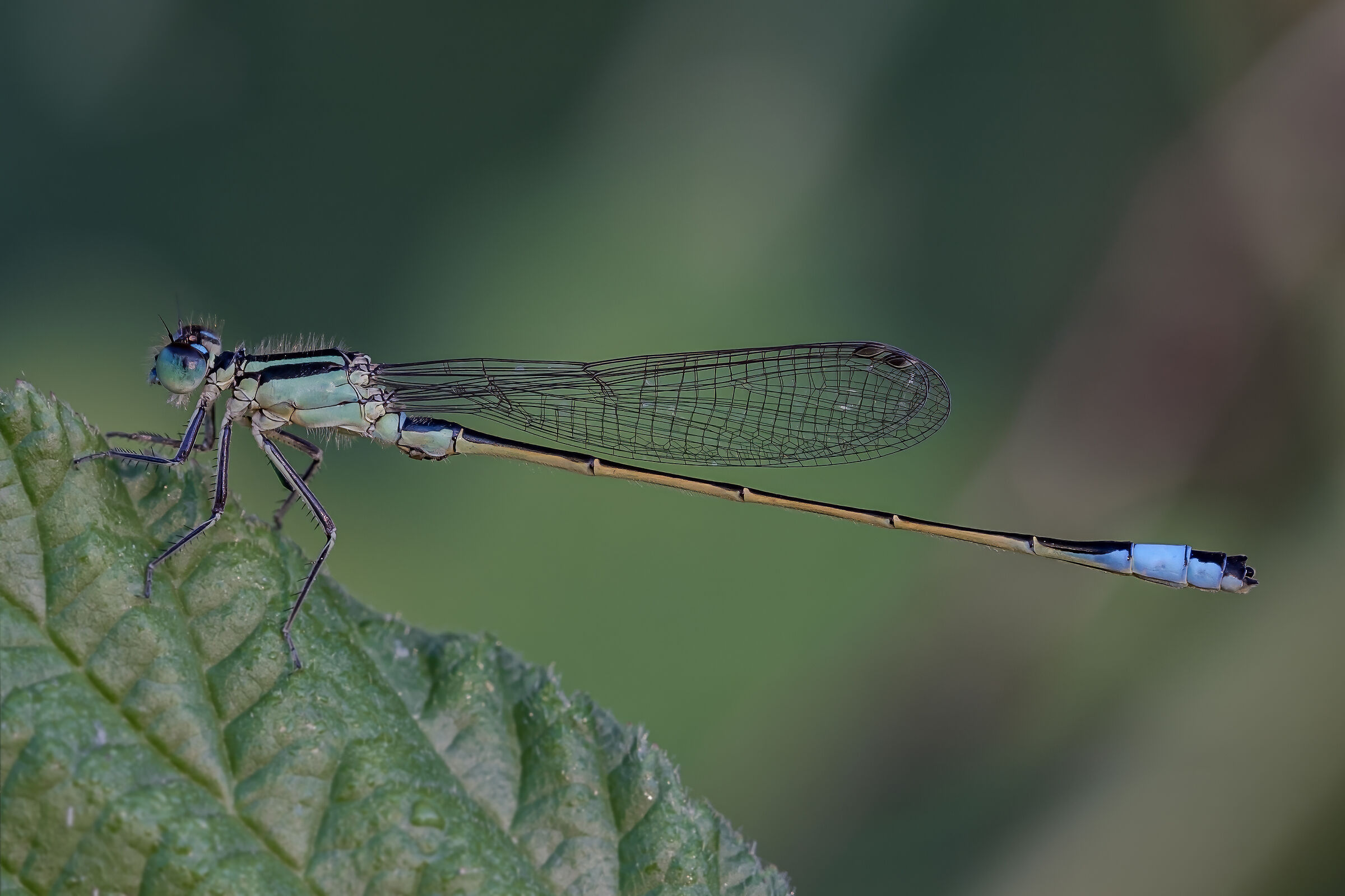 Ischnura elegans