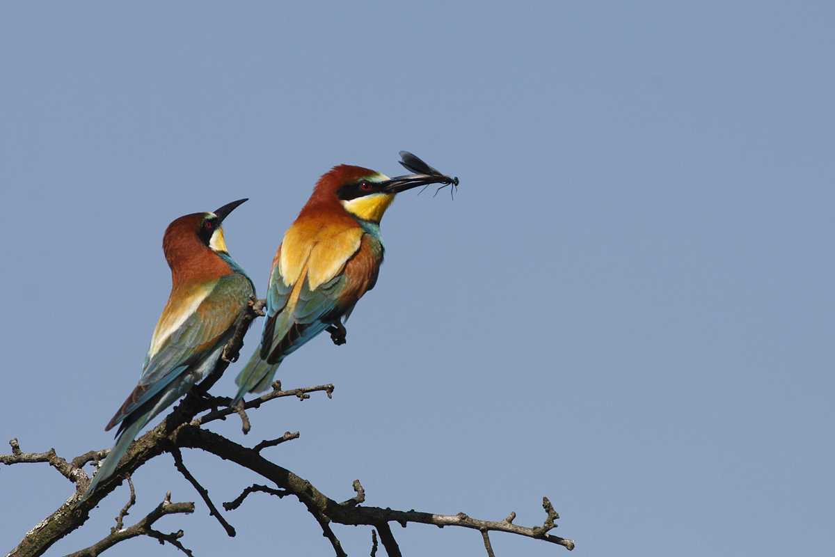 Gruccioni e libellula