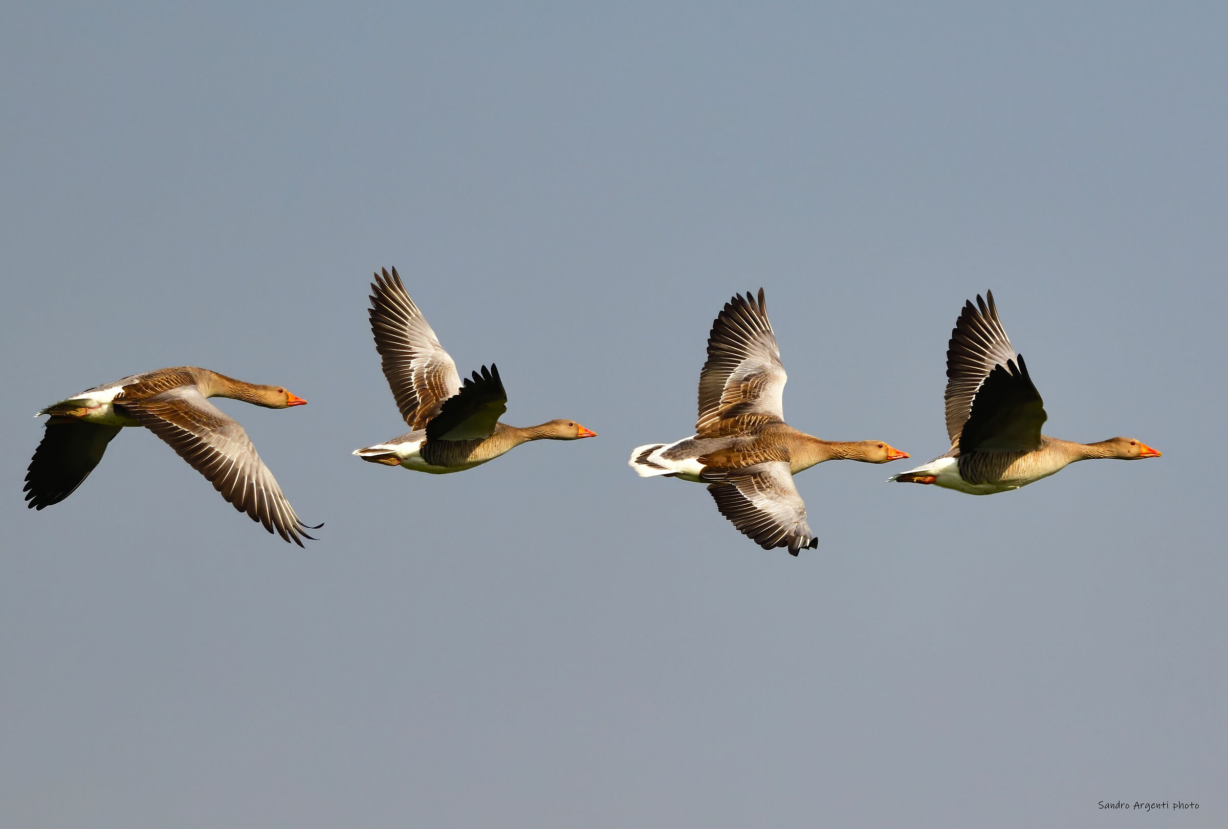 Quasi una foto stroboscopica… Oca selvatica