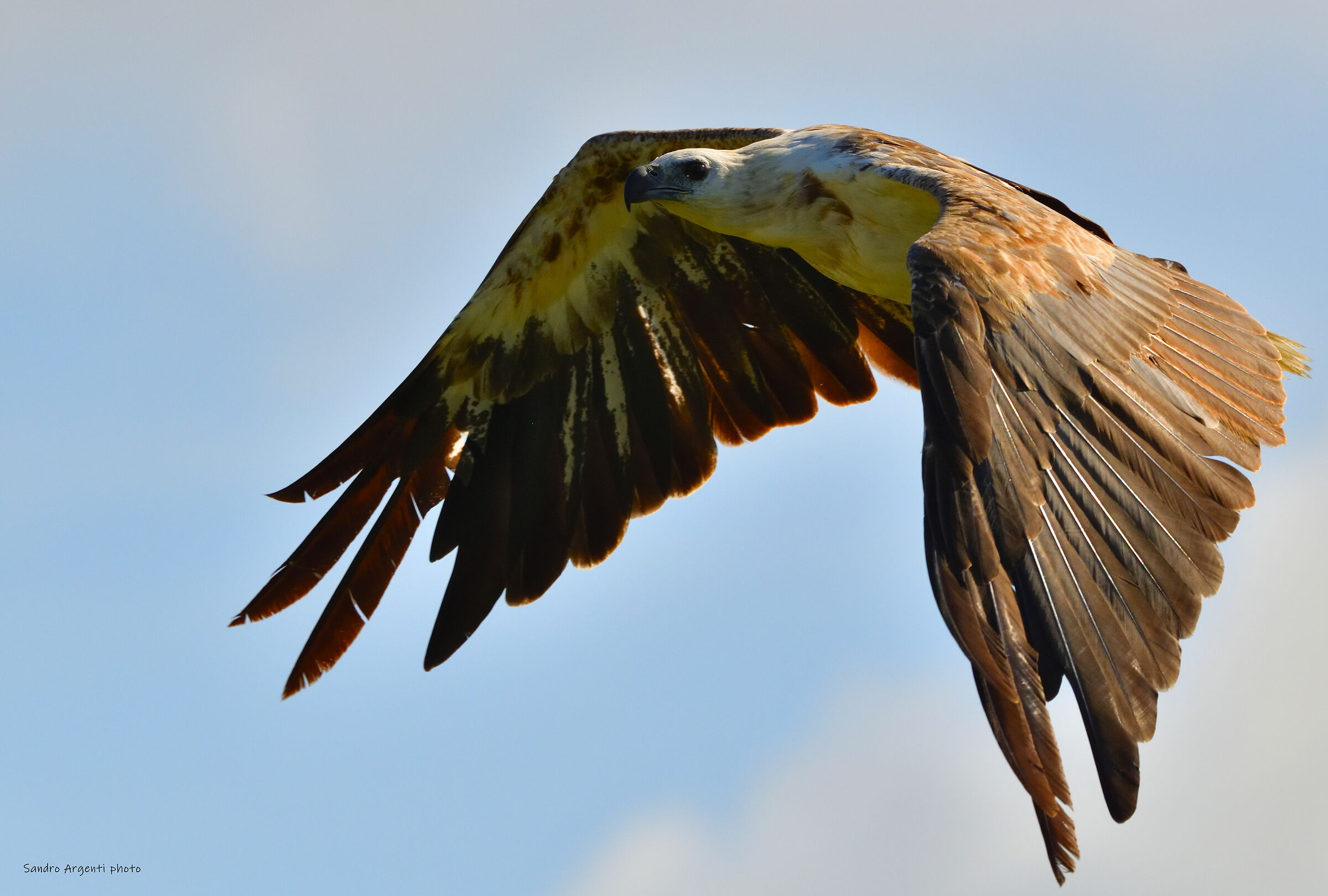 La maestosa Aquila di mare dal ventre bianco