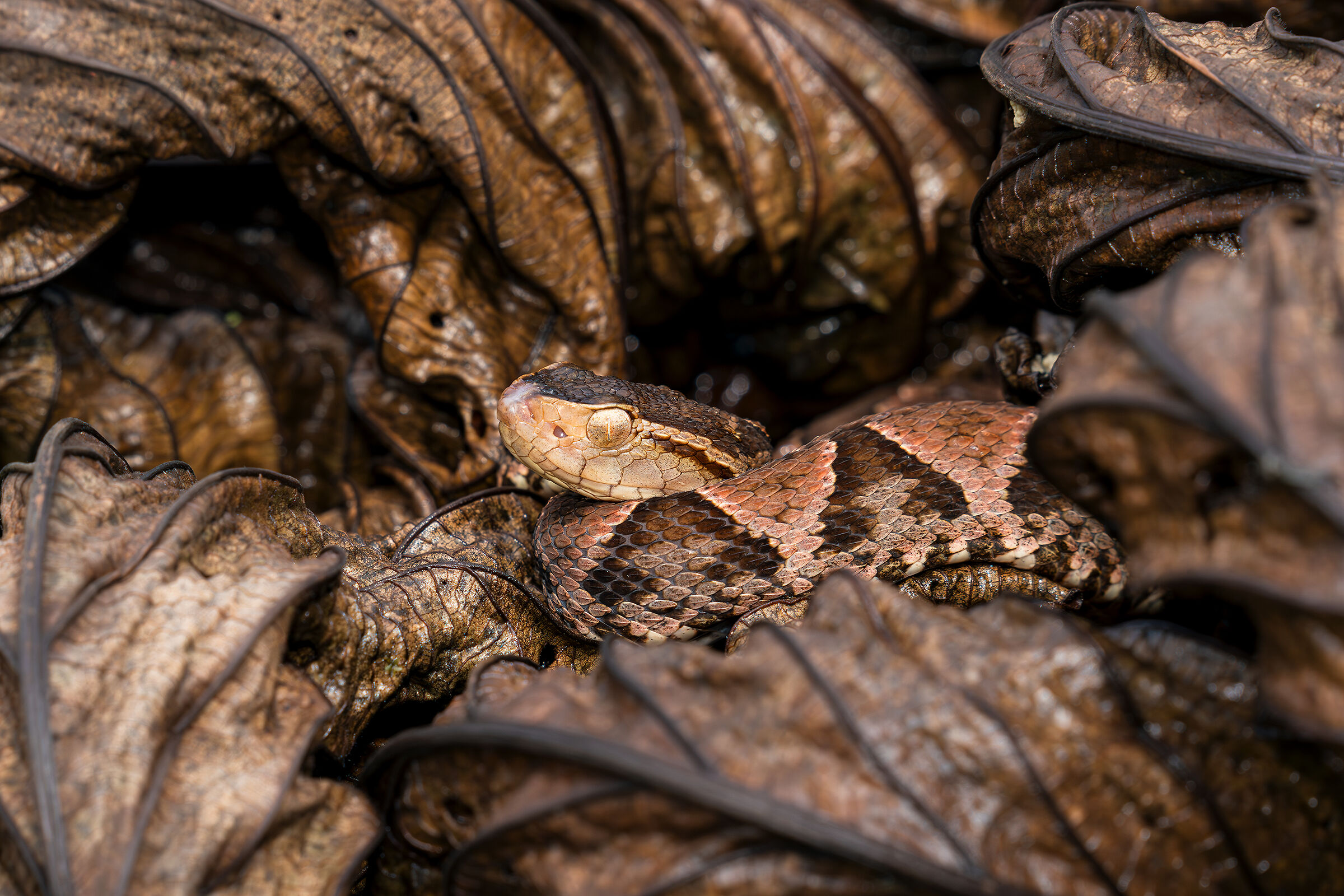 Bothrops atrox