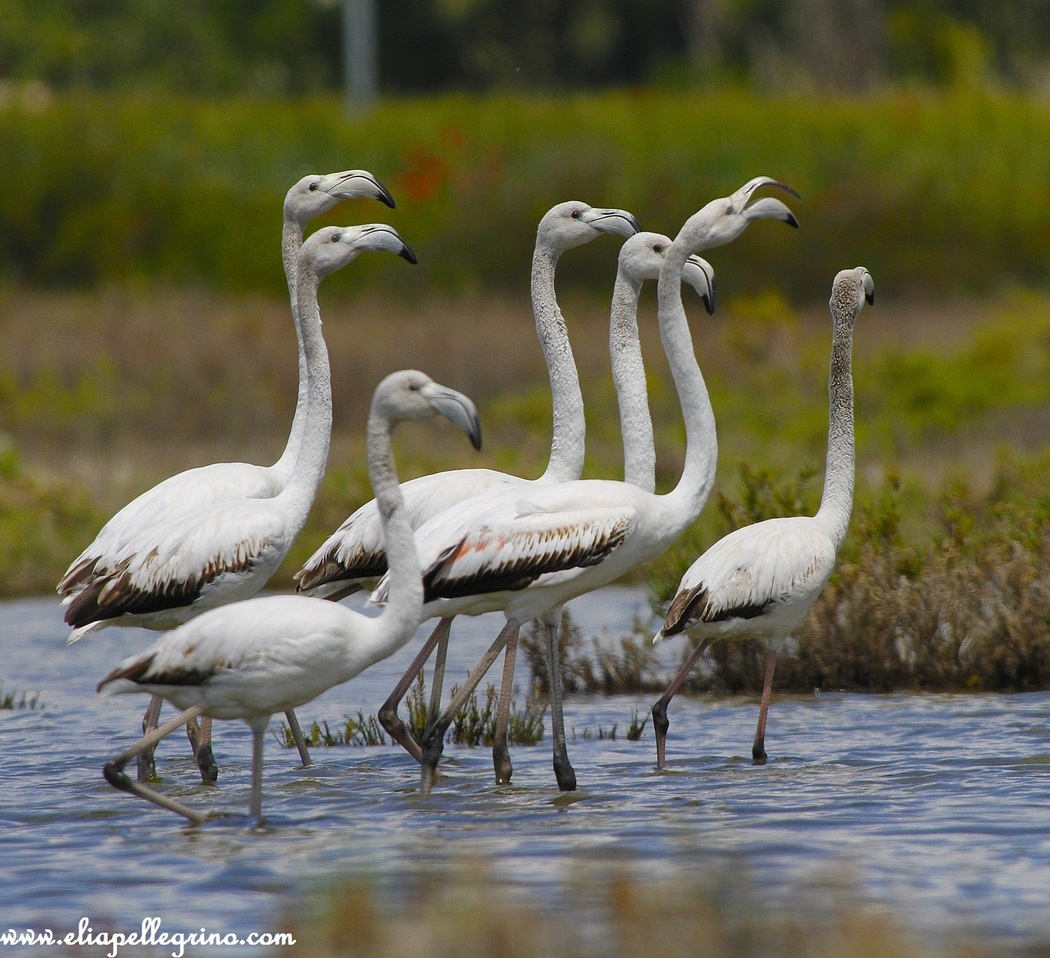 giovani fenicotteri