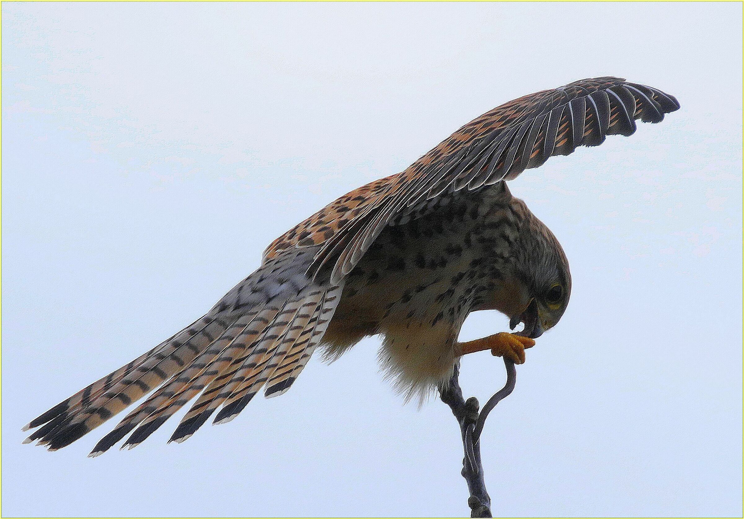 ''Kestrel against the light''