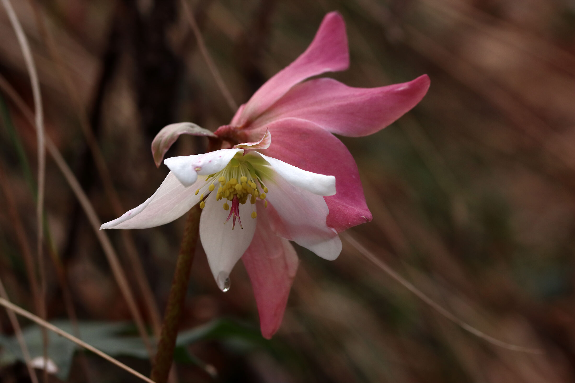 two-tone hellebore