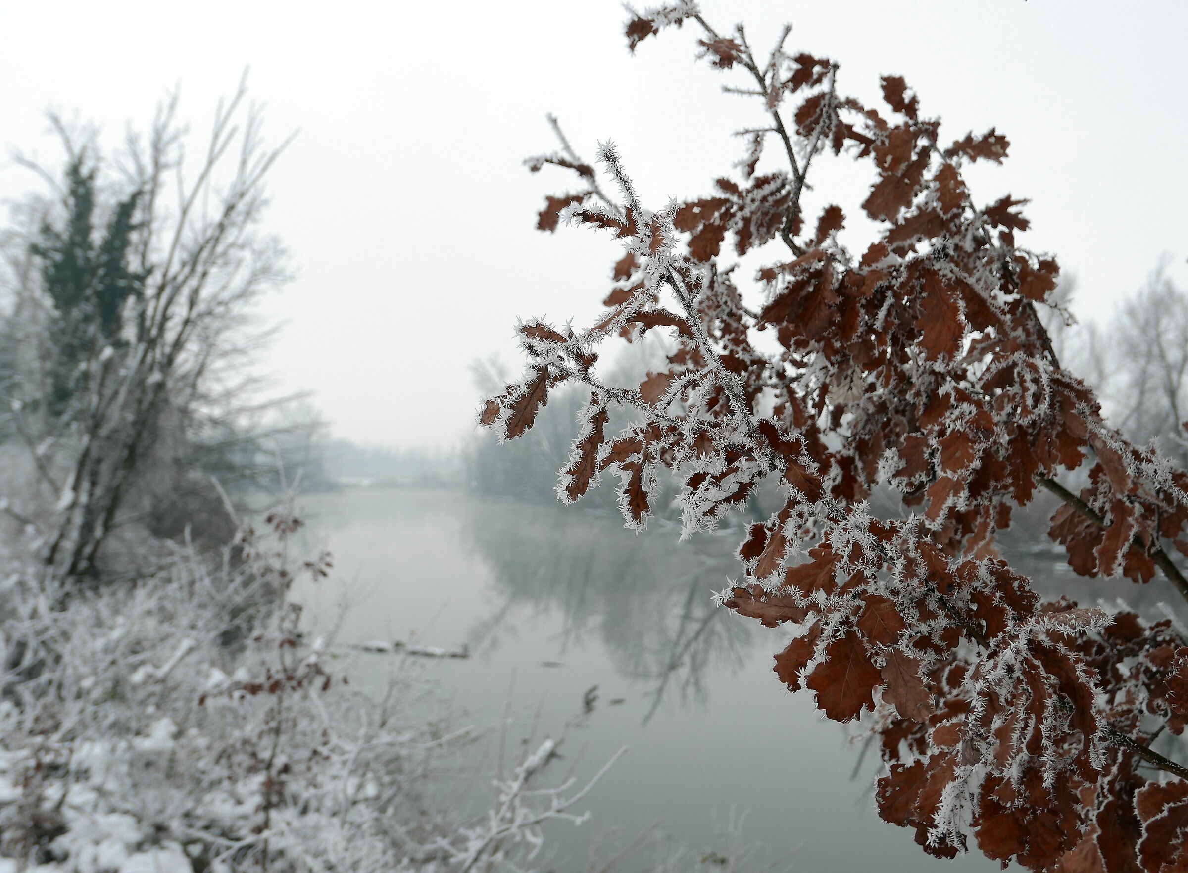 Lanca di Soltarico (Adda river)