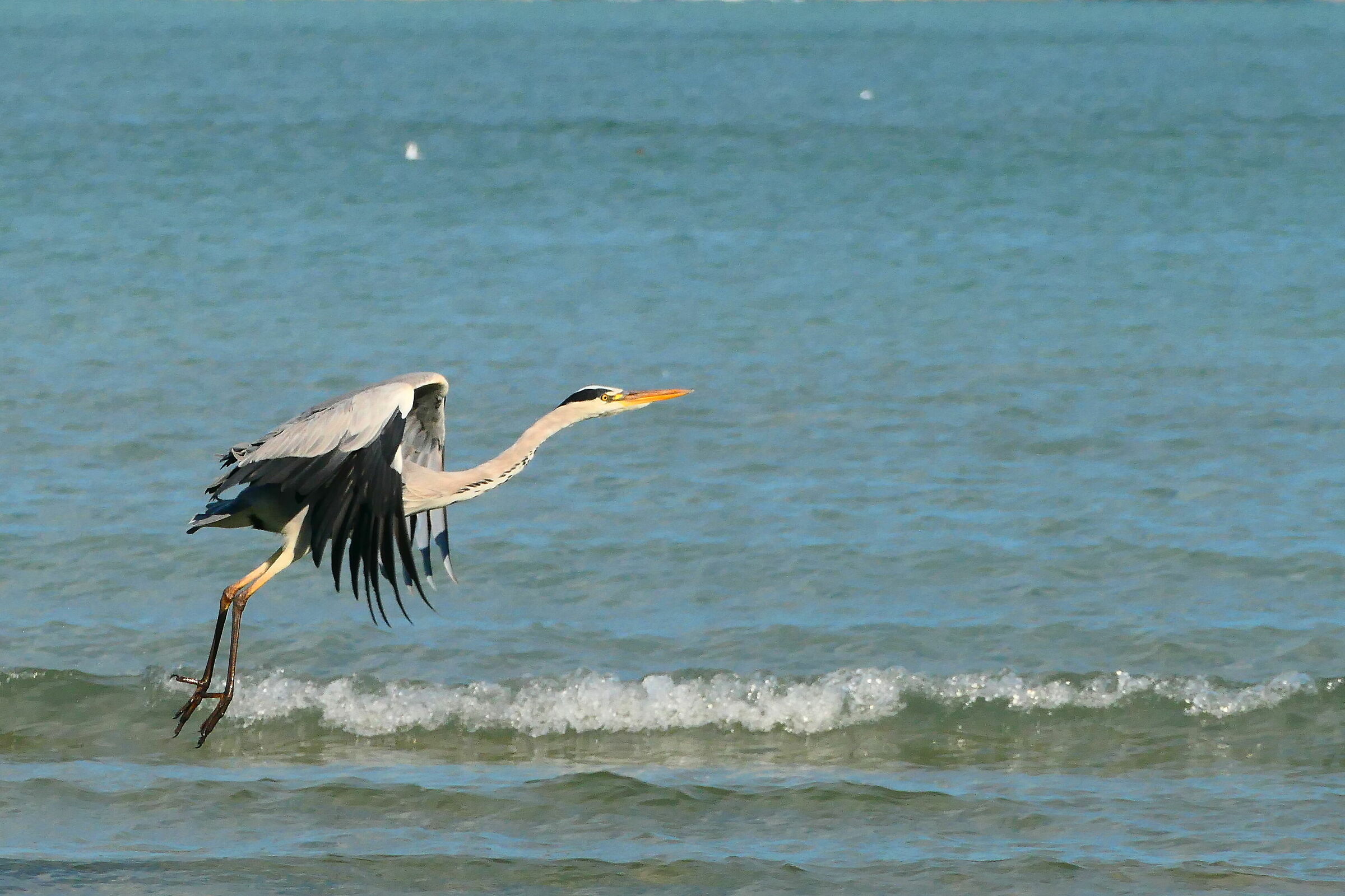 Grey heron