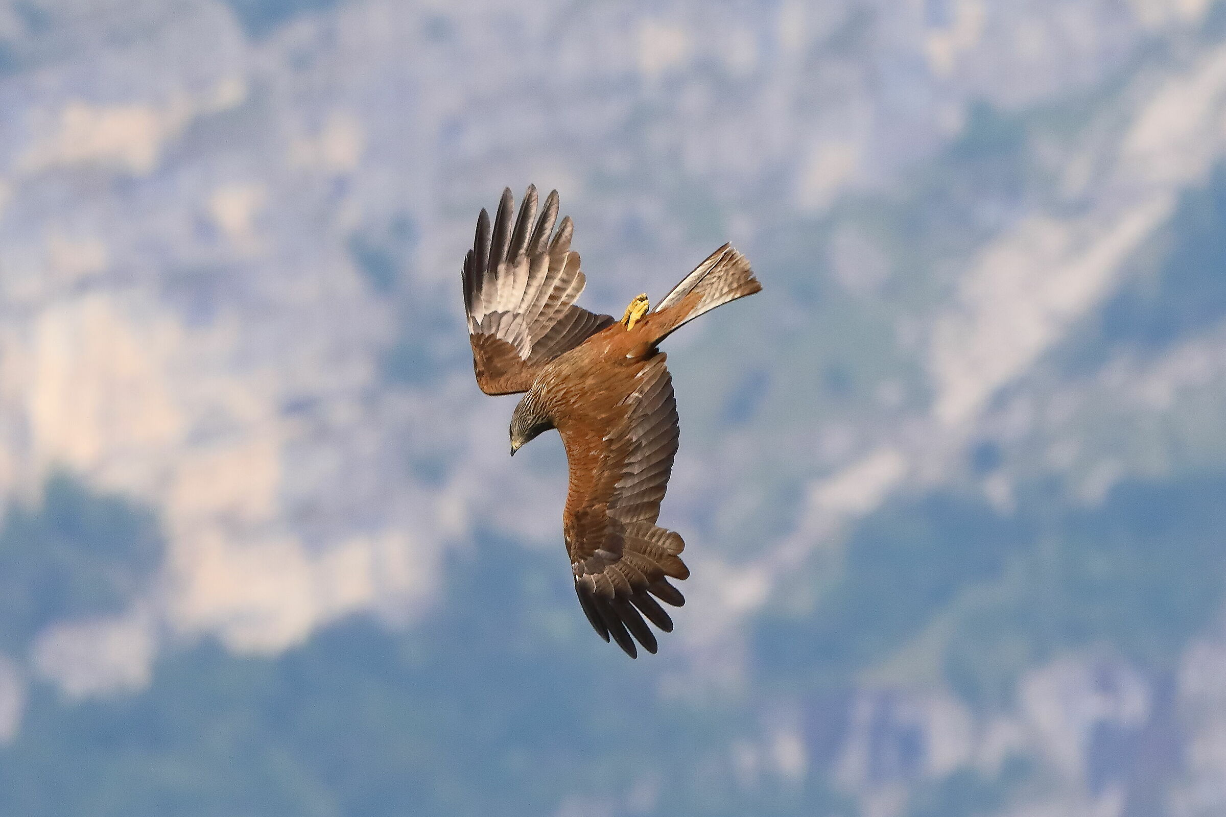 Black Kite 06 June 2022 - 0245