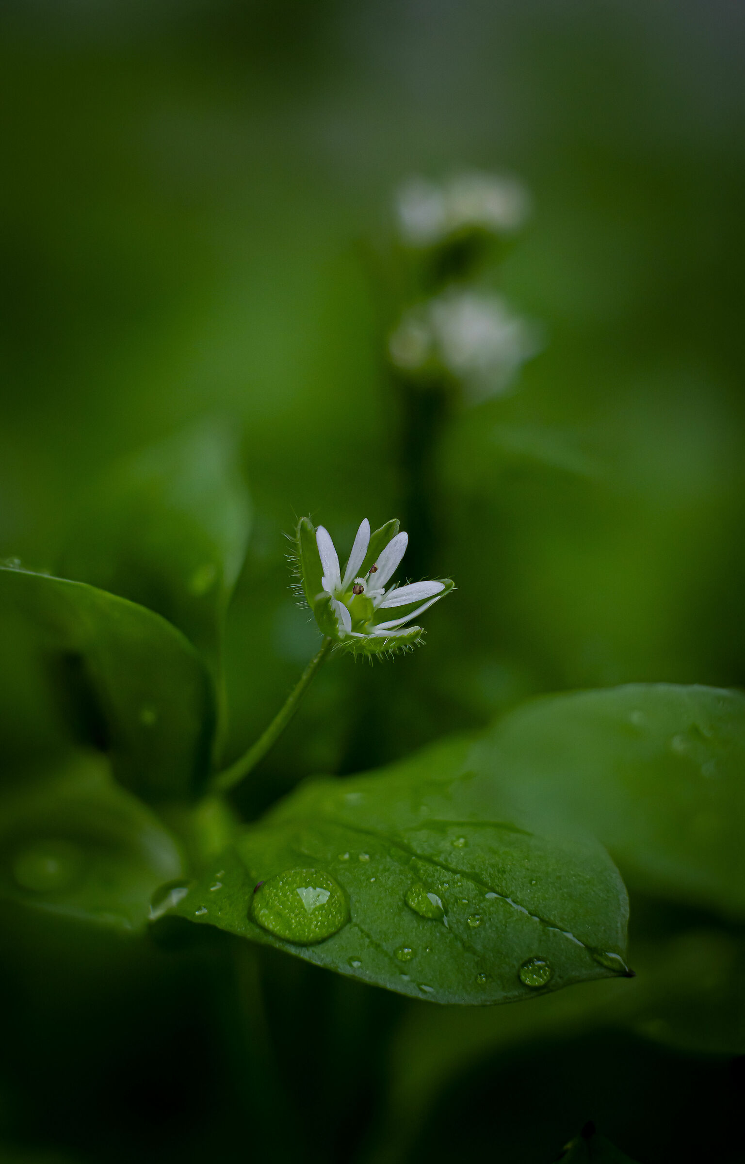 First test focus stacking