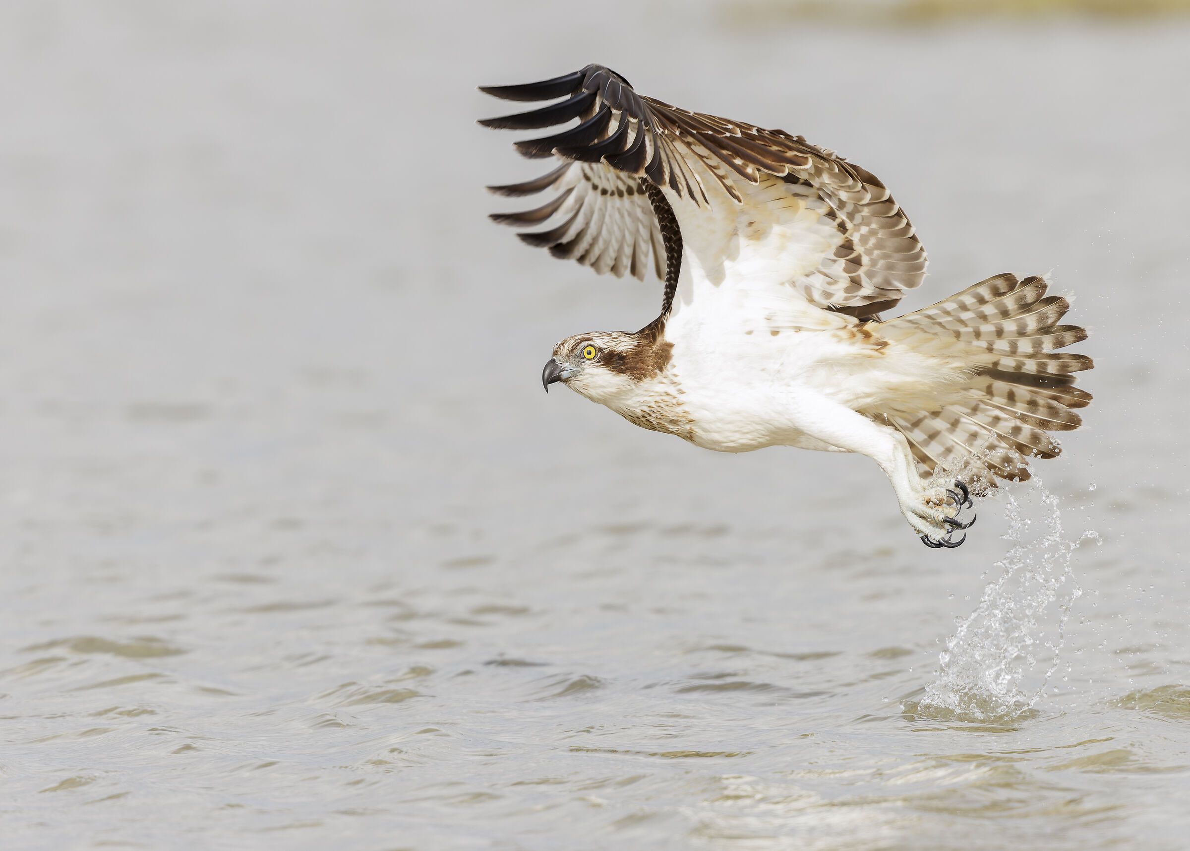 Osprey - Cabras (Sardinia)