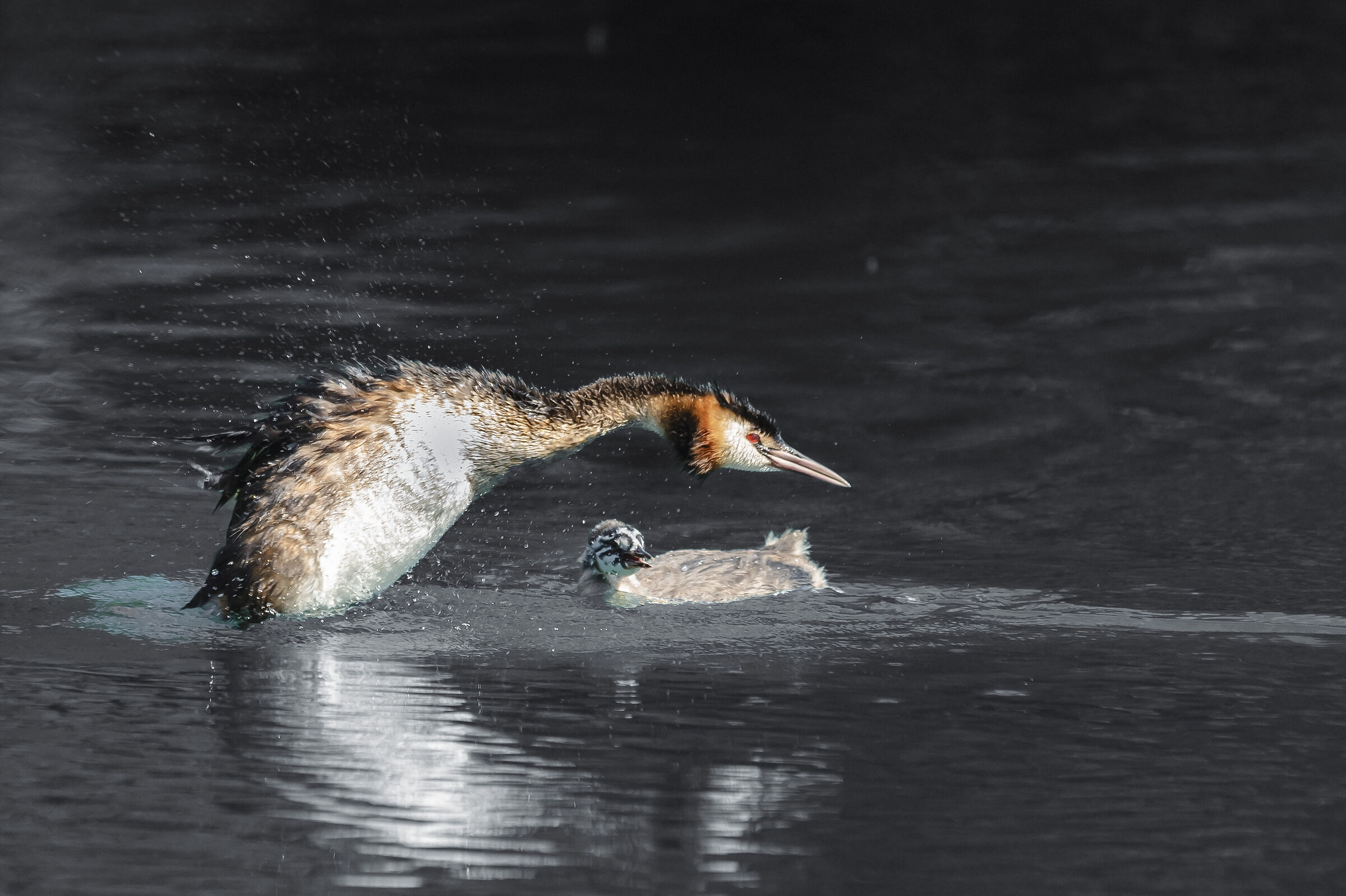 Grebe and Pullet