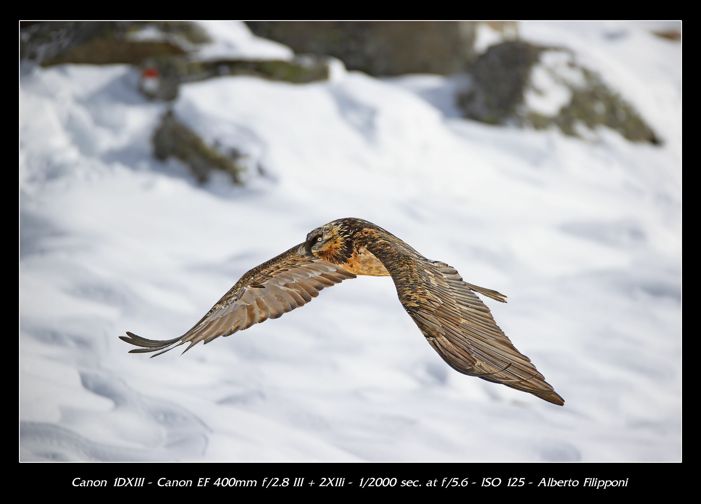 Gipeto airshow no crop