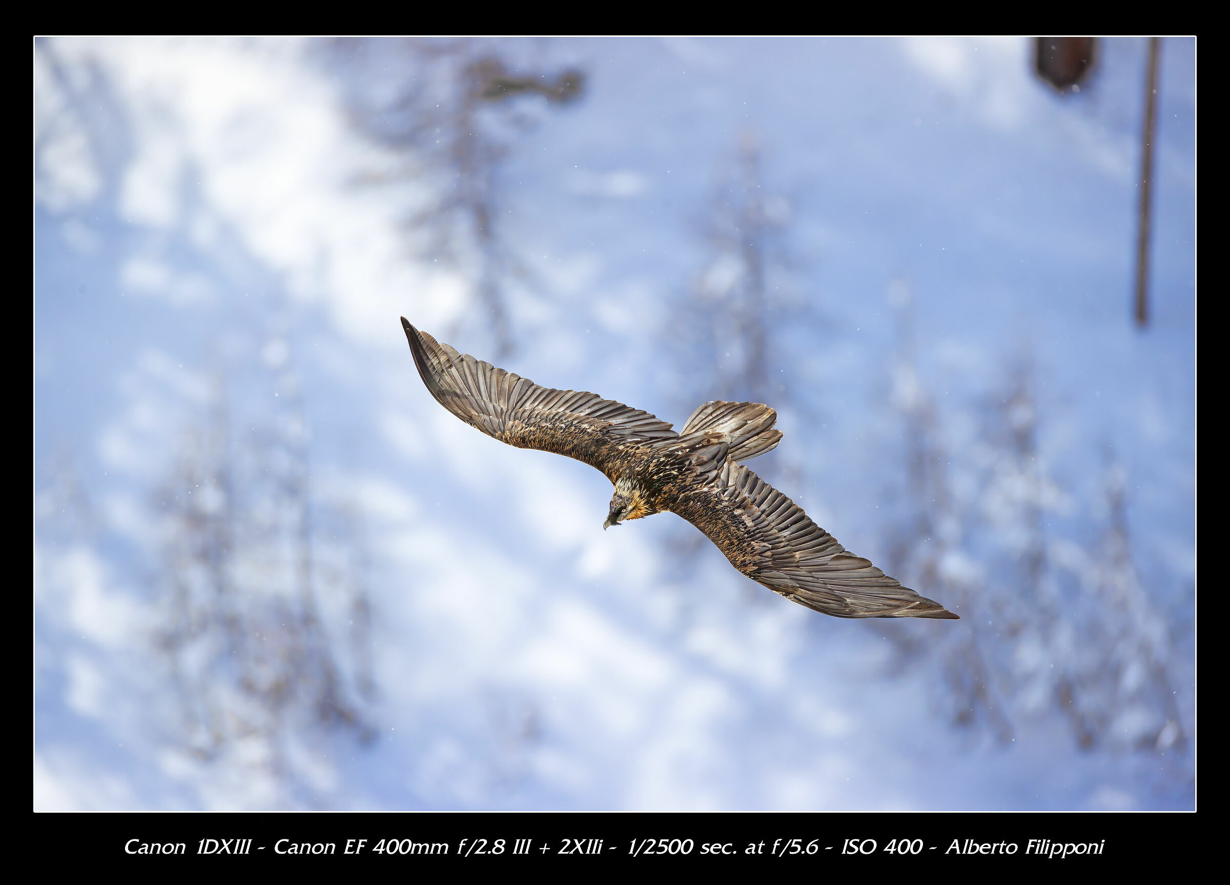 Gipeto airshow no crop