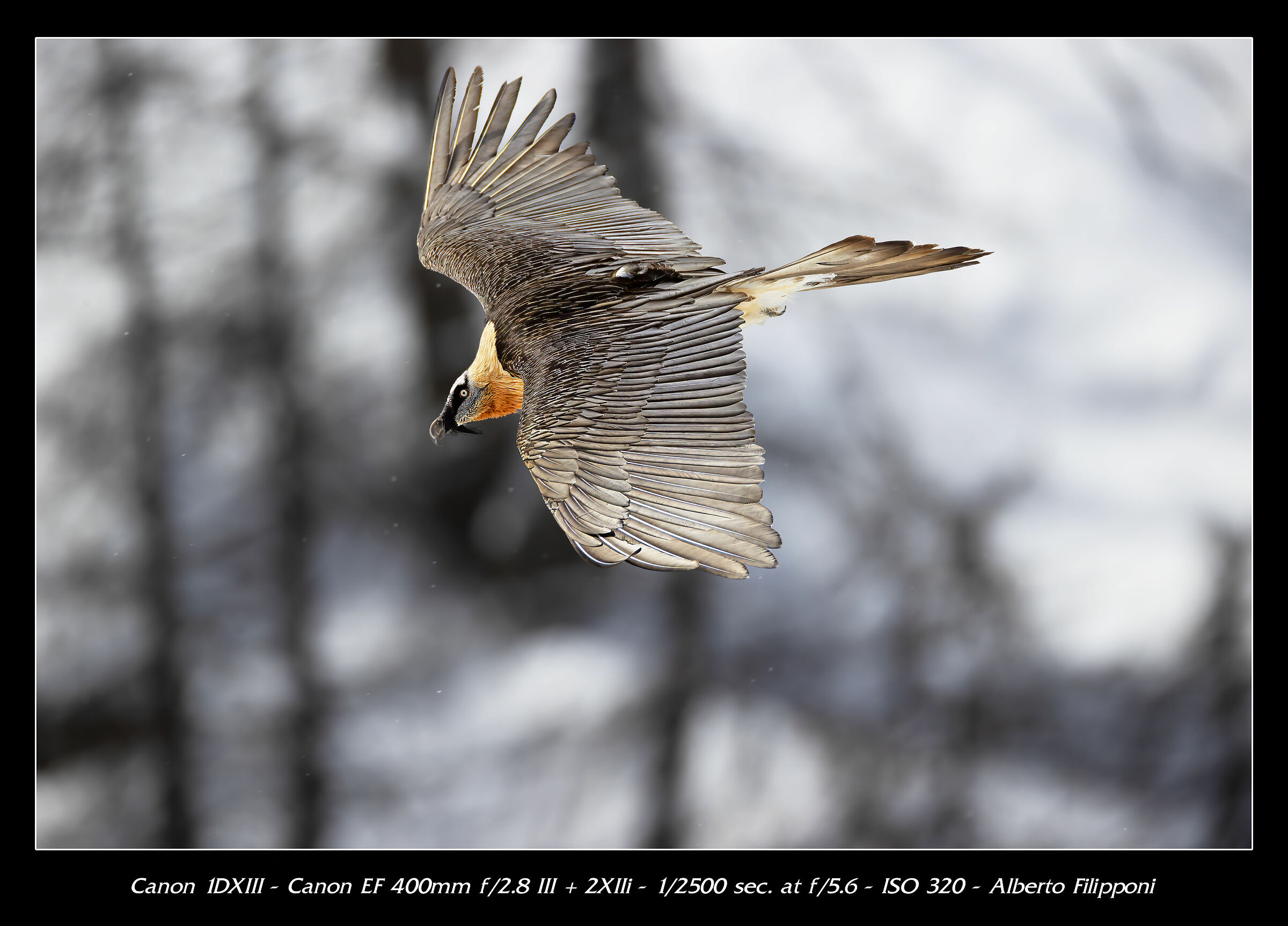 Gipeto airshow no crop