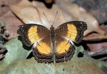 Junonia terea