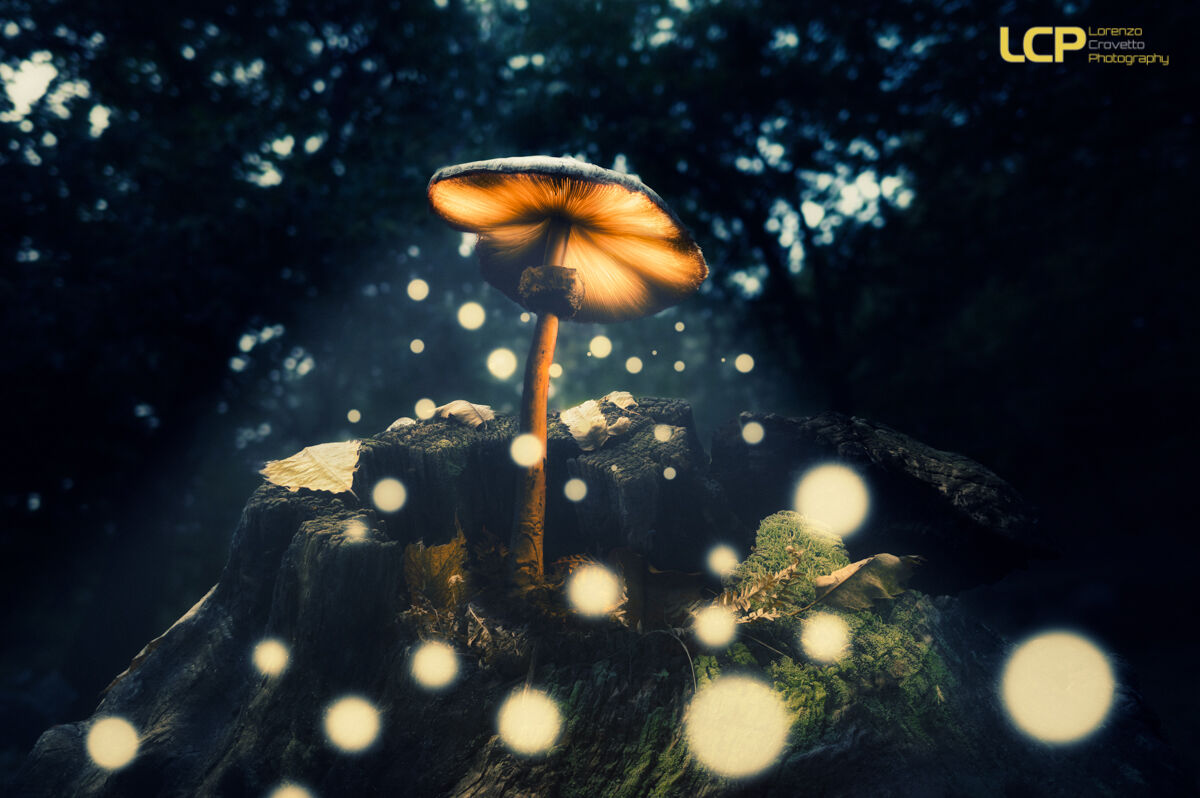 Fireflies's Palace