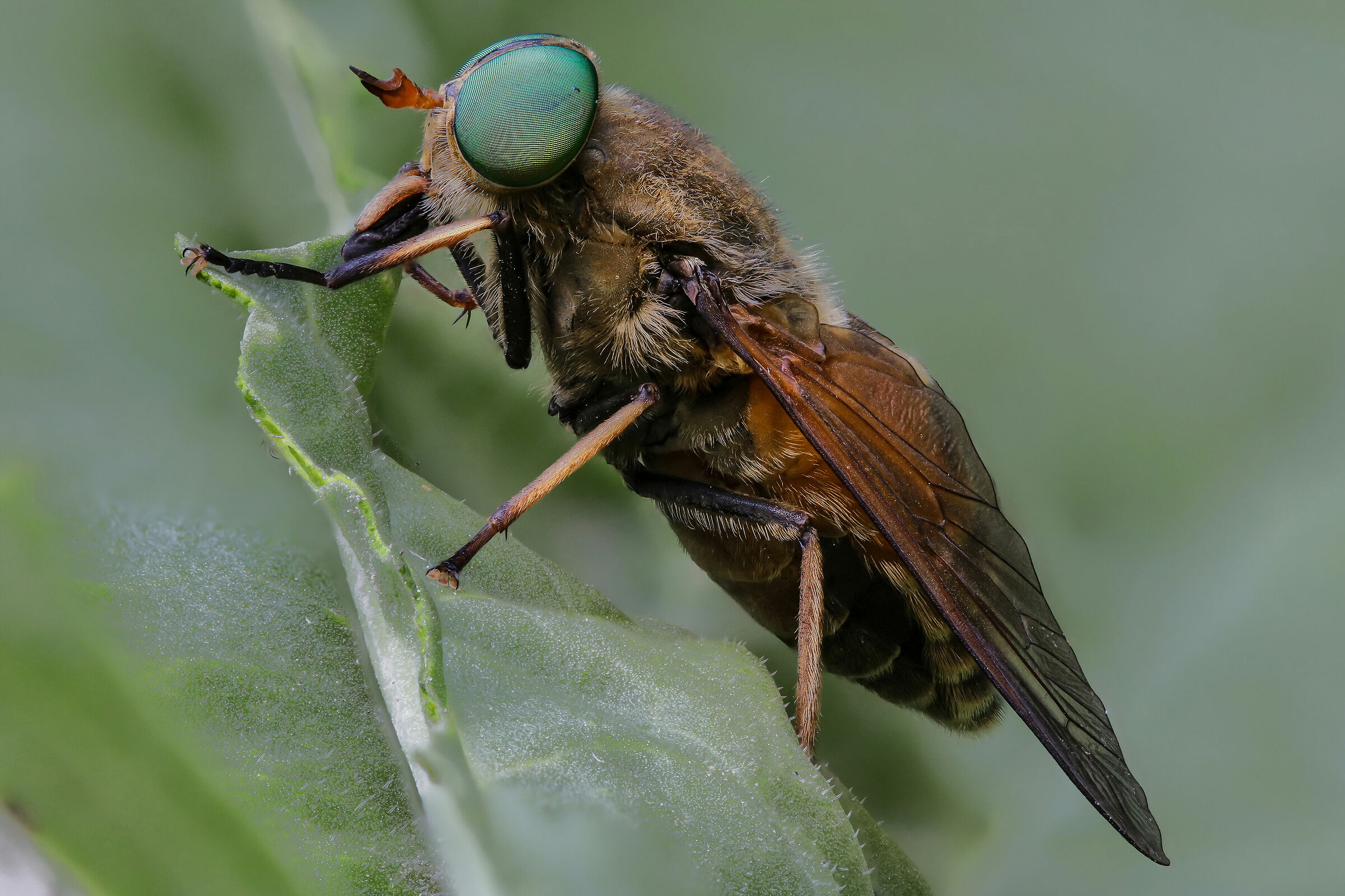 Philipomyia sp. z o.o.