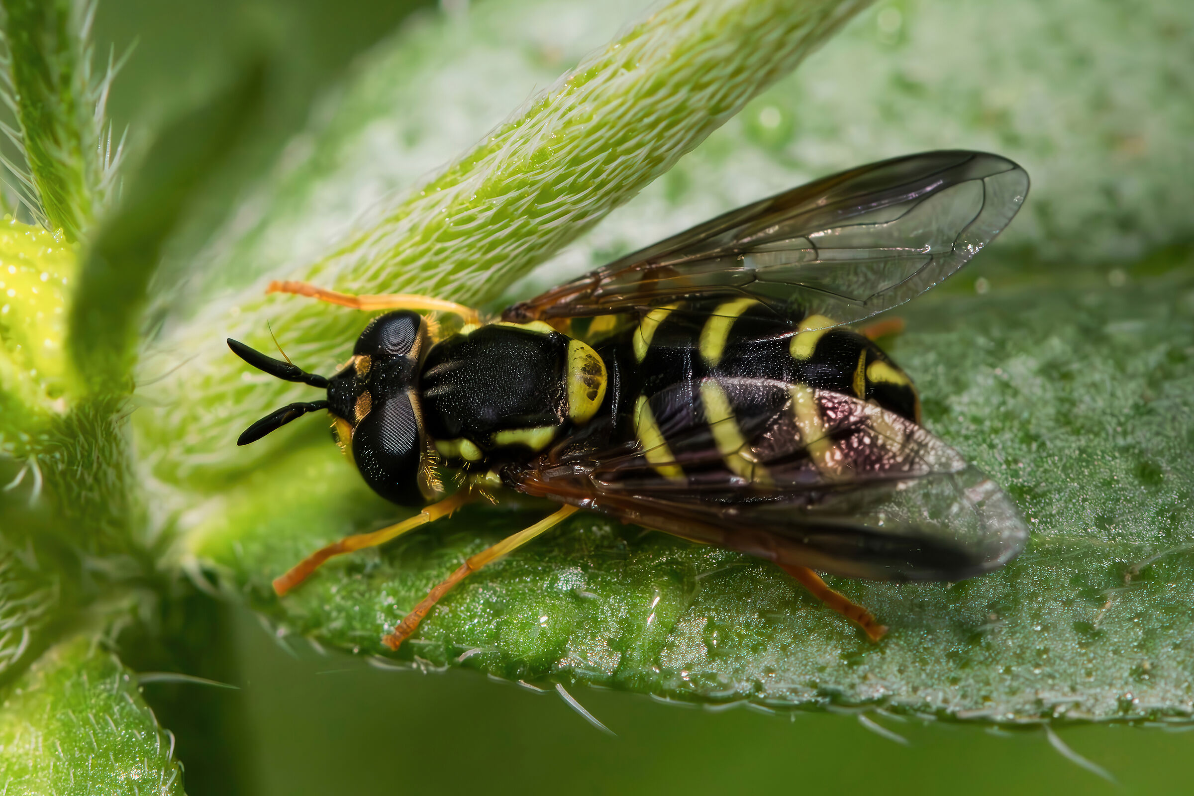 Chrysotoxum intermedium