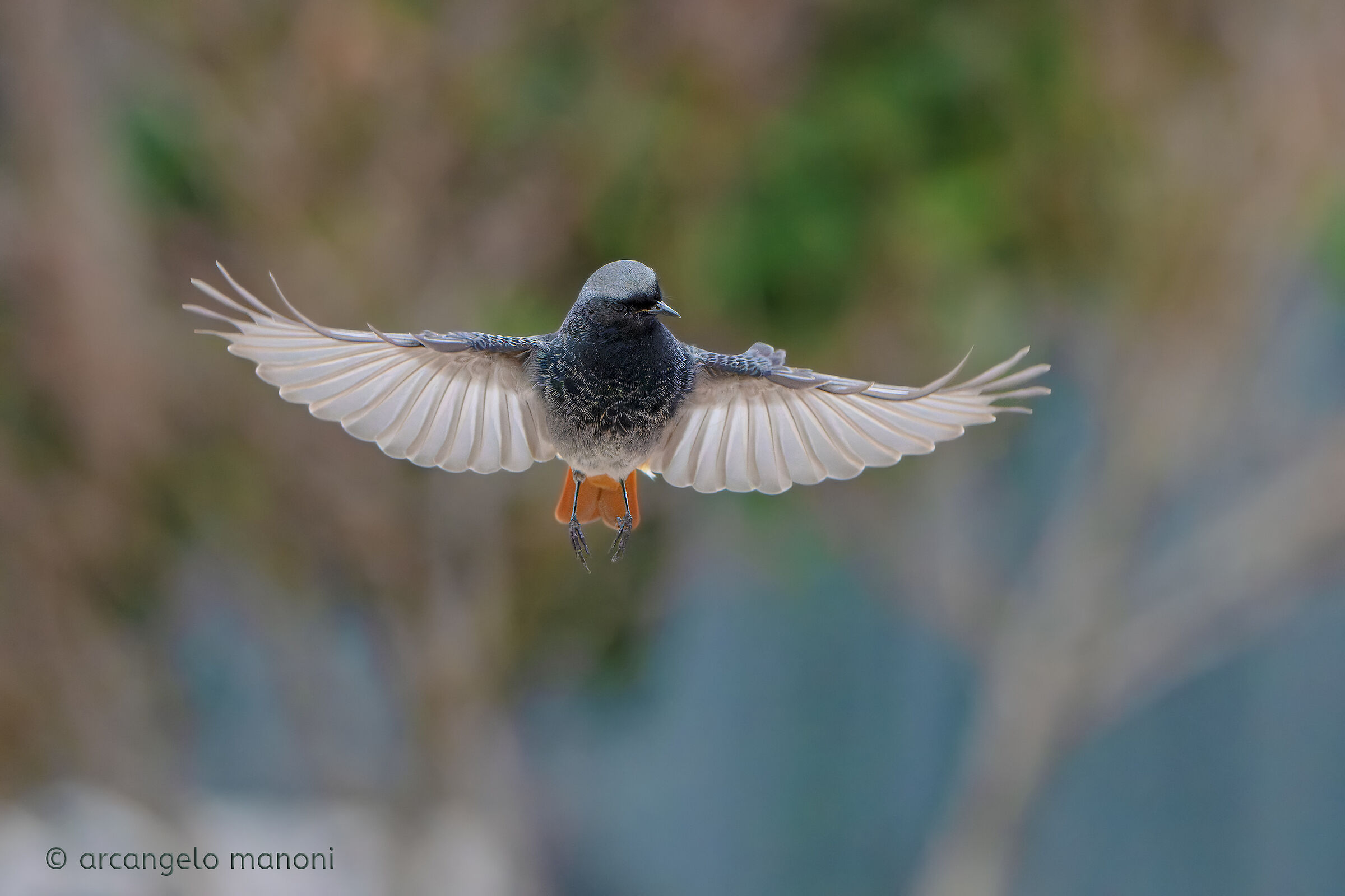 L'abbraccio del codirosso
