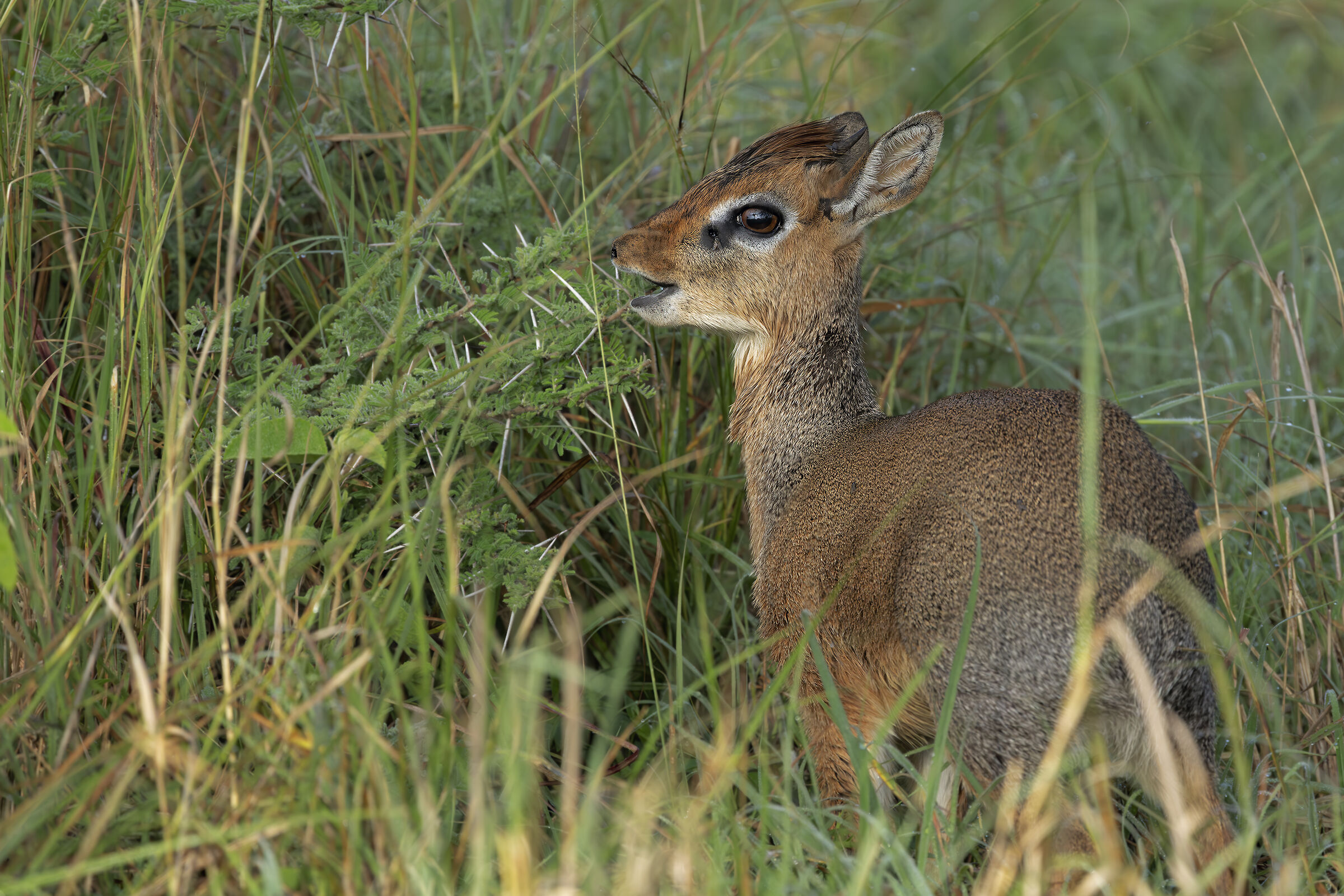Dik-dik