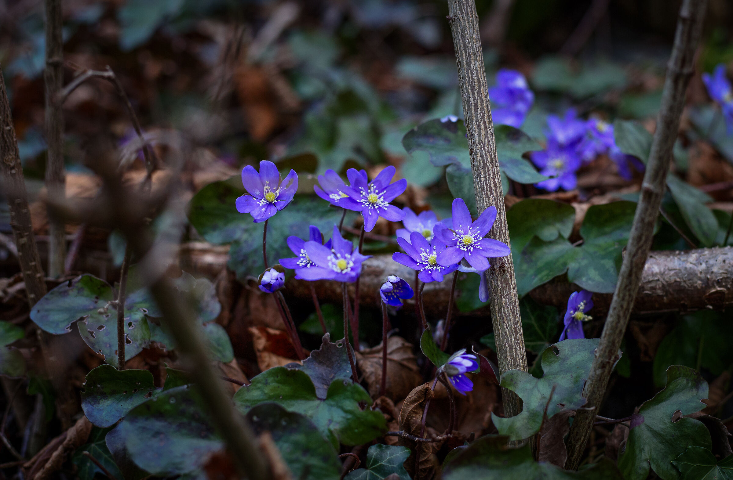 Hepatica 3