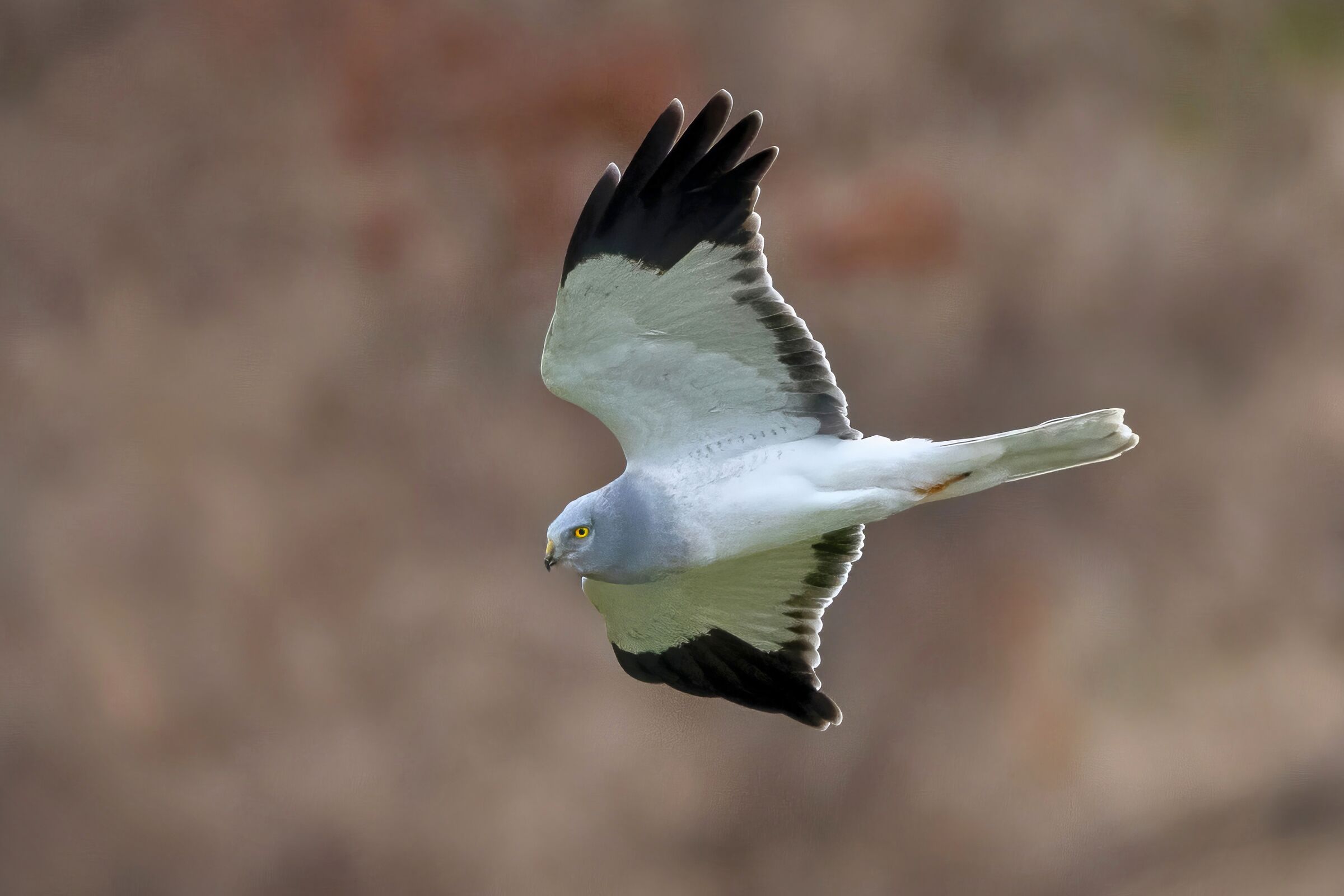 Male hen harrier (Circus cyaneus)