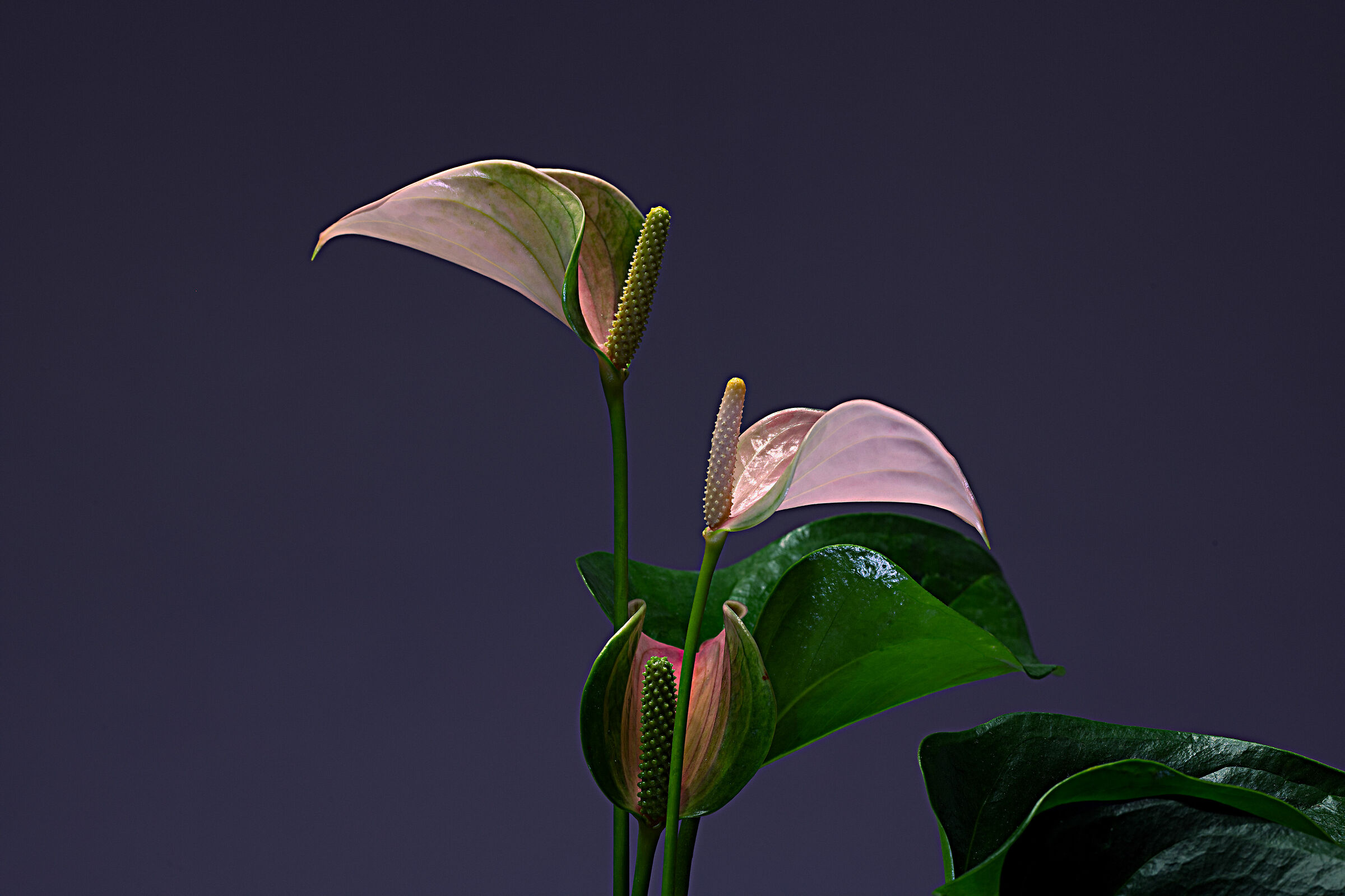 Anthurium...
