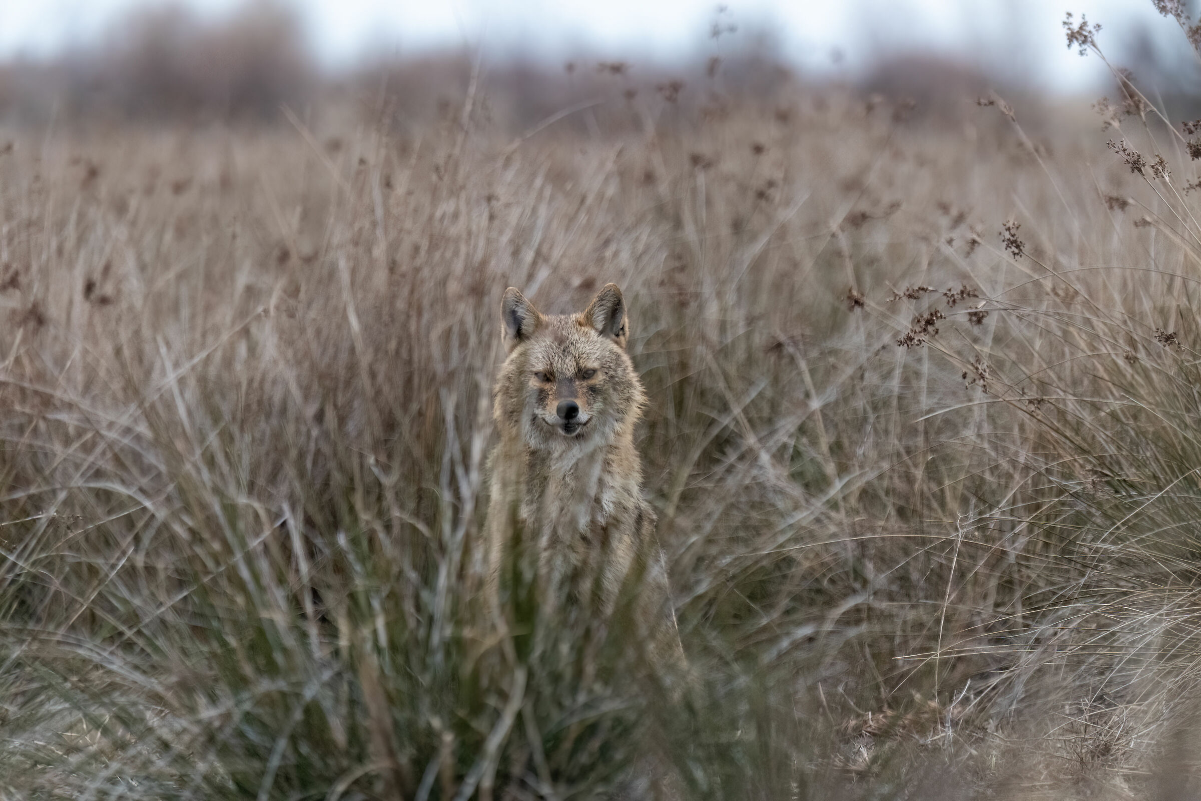 Sciacallo dorato camouflage