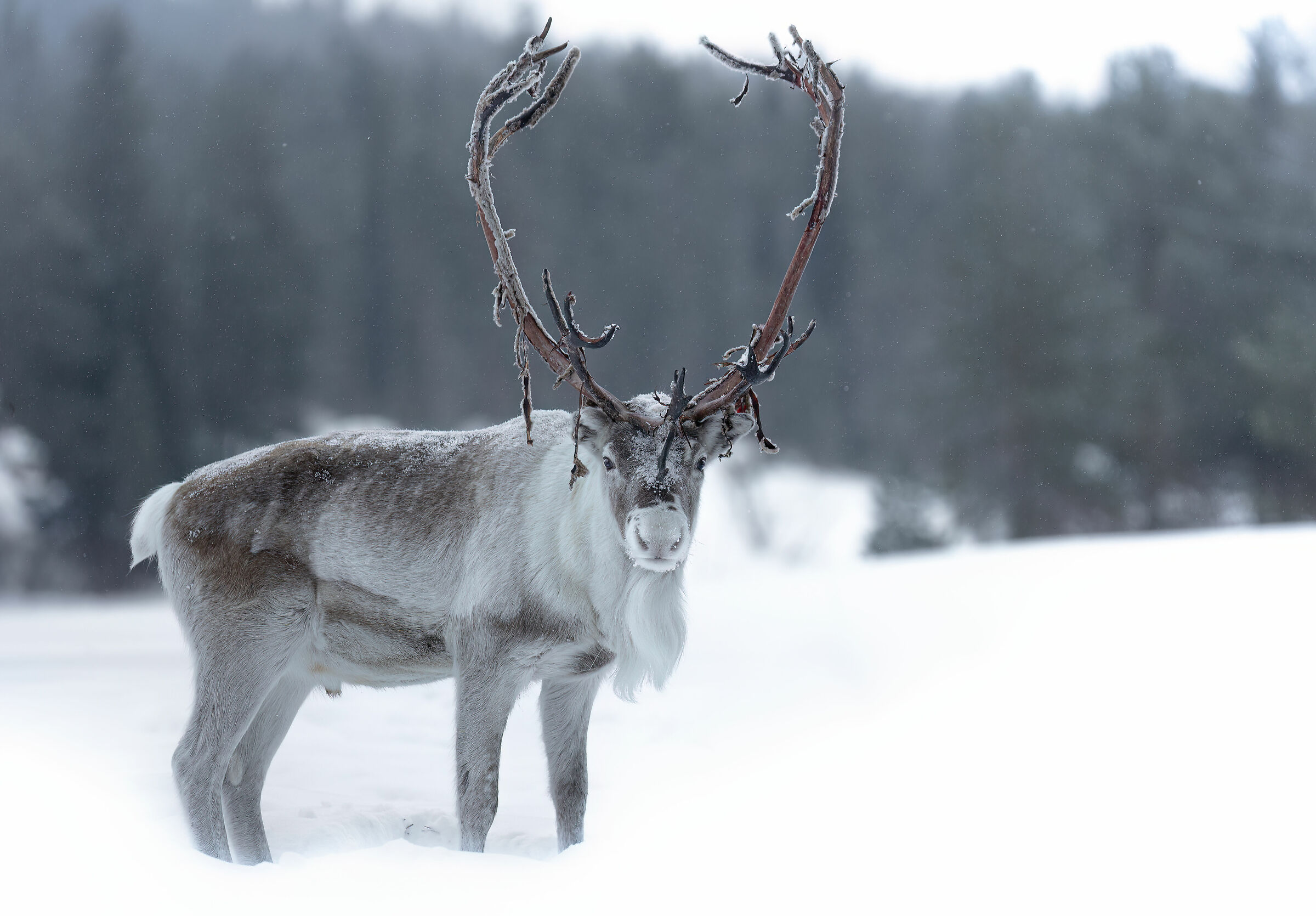 Reddeer palcuta