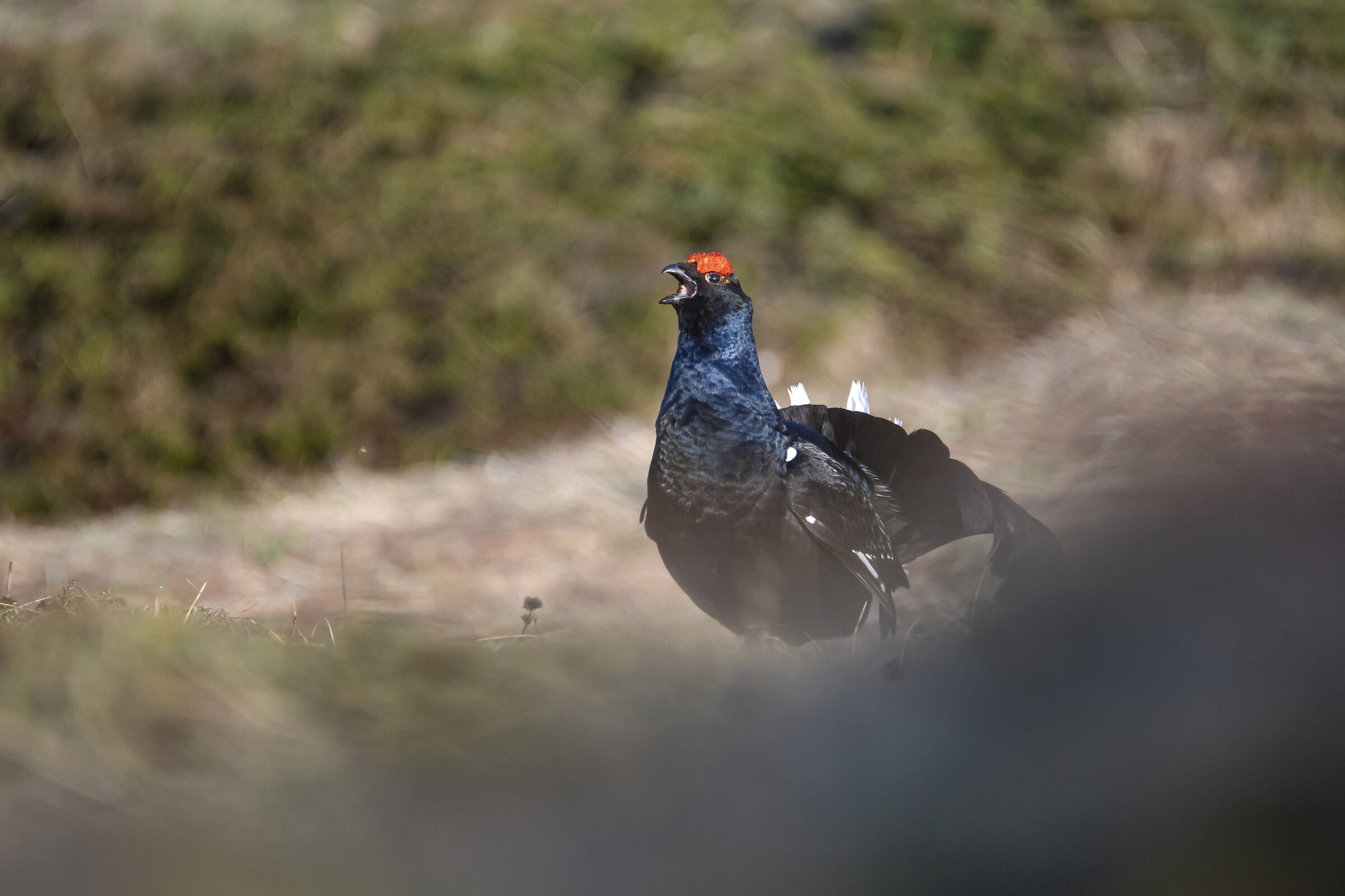 Black grouse