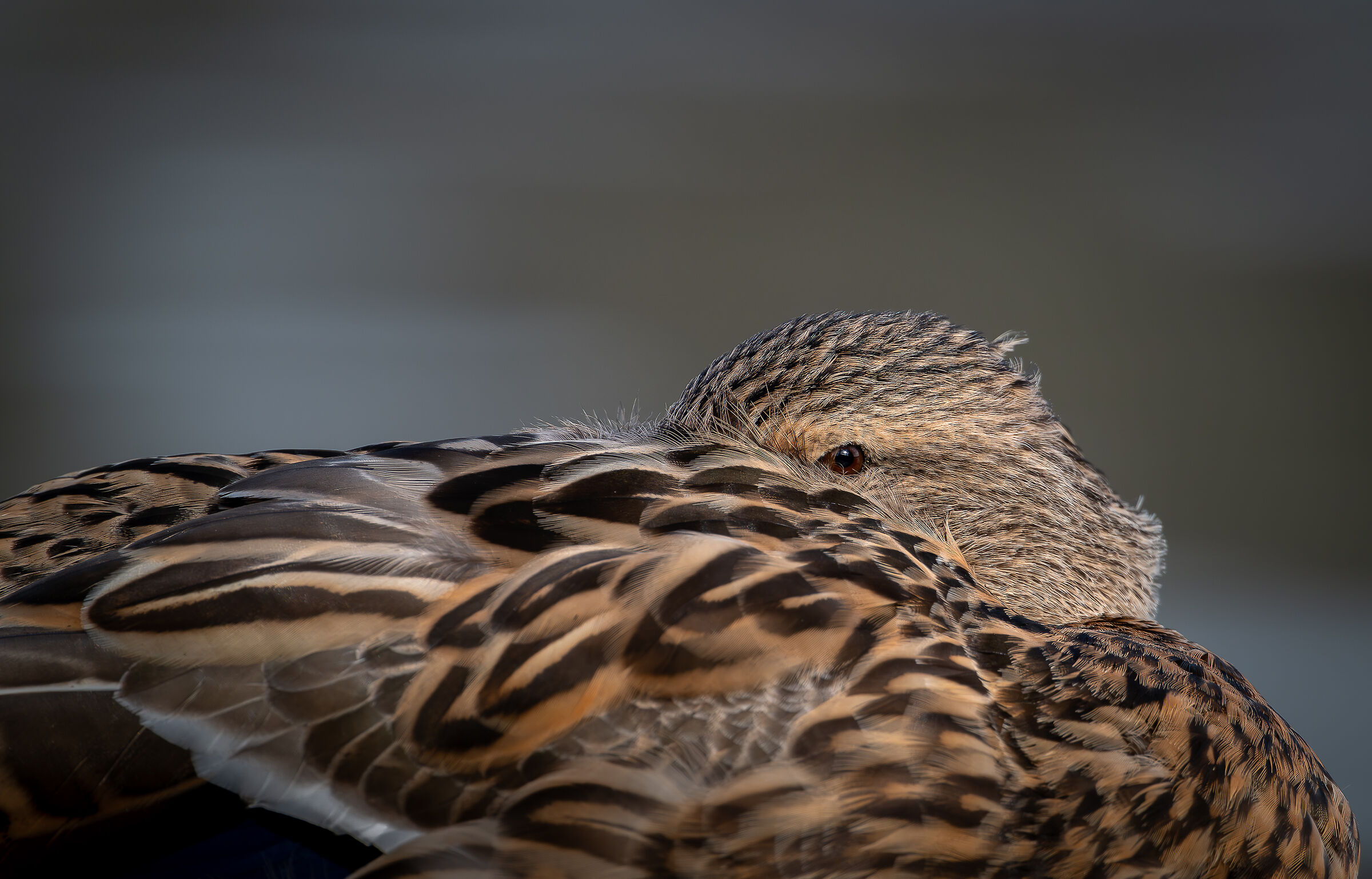 "A Careful Eye" Germano Lombardia 2/24