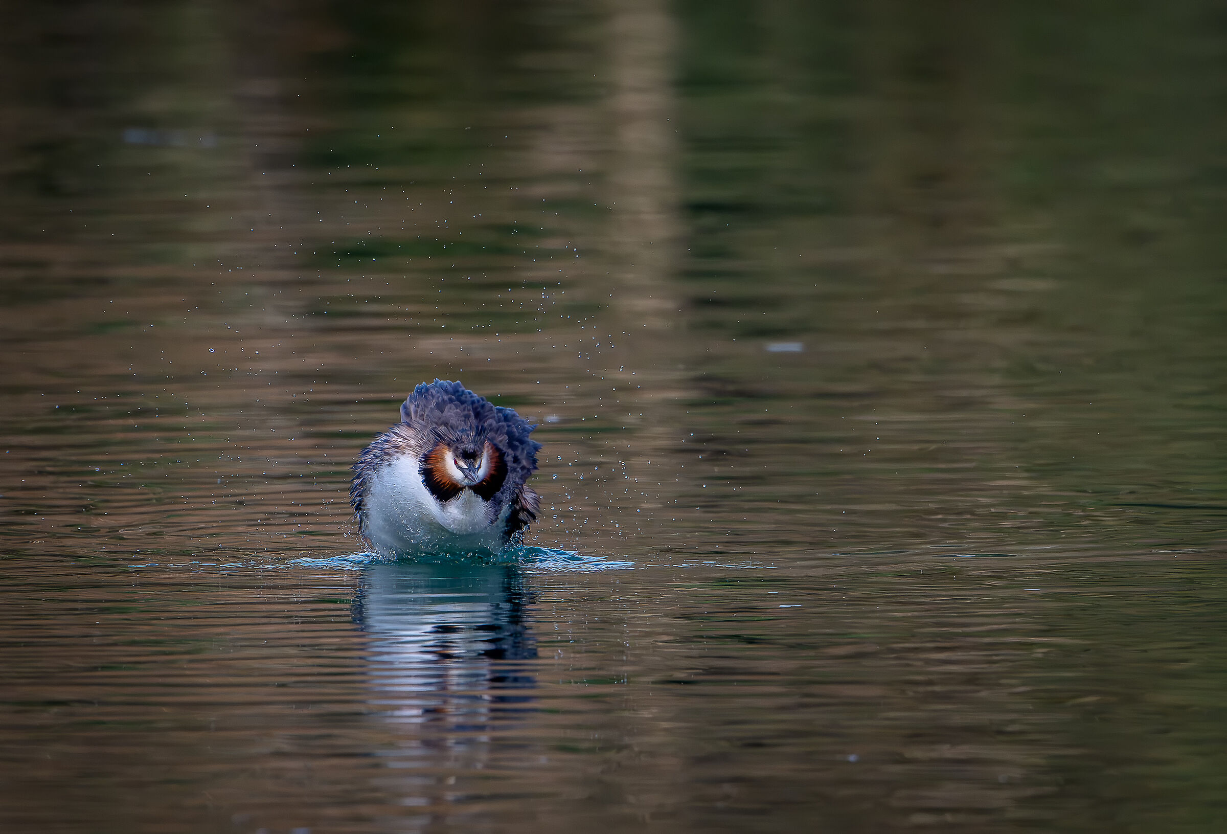 Grebe "una bela sgurlida"