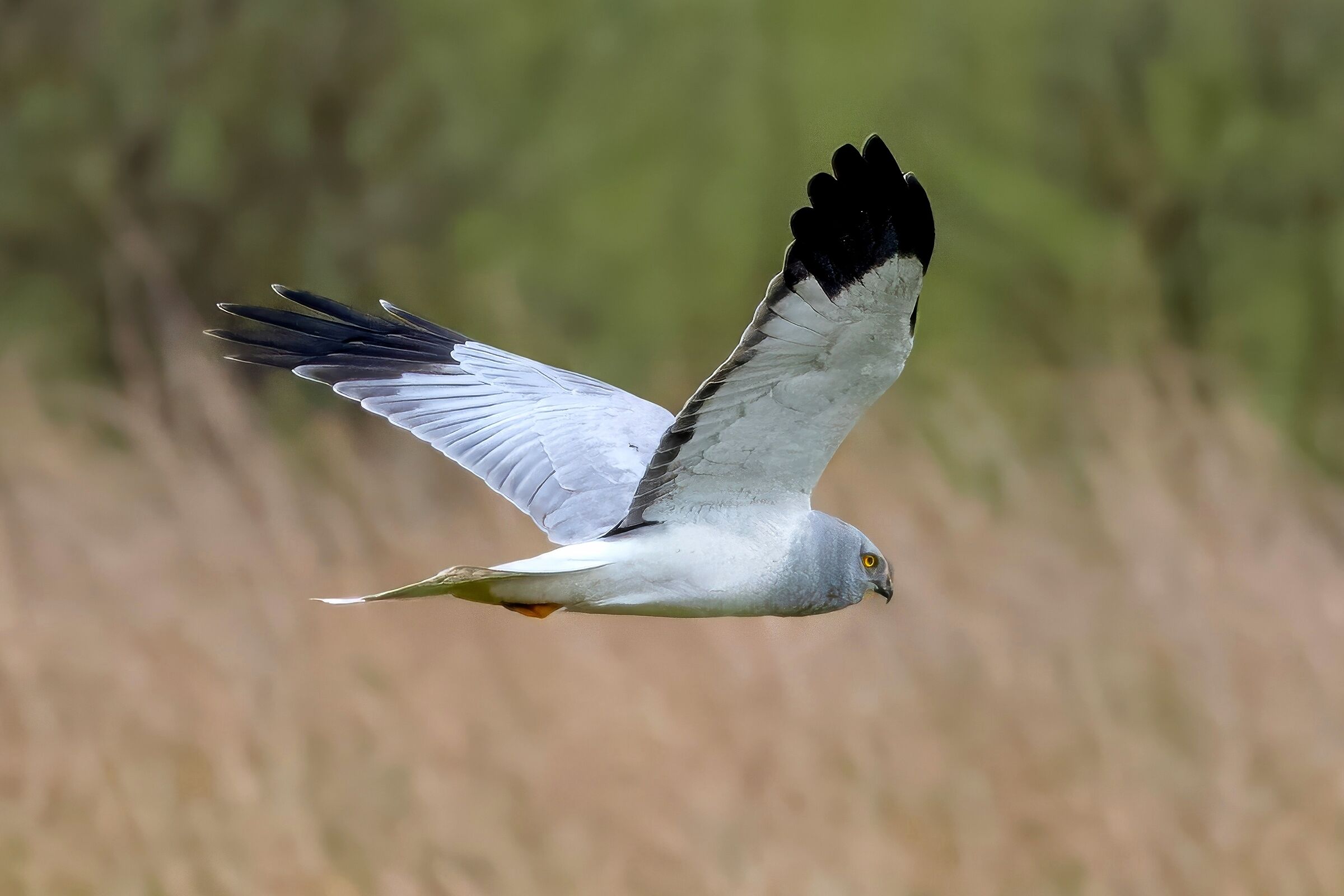 Hen Harrier (Circus cyaneus)